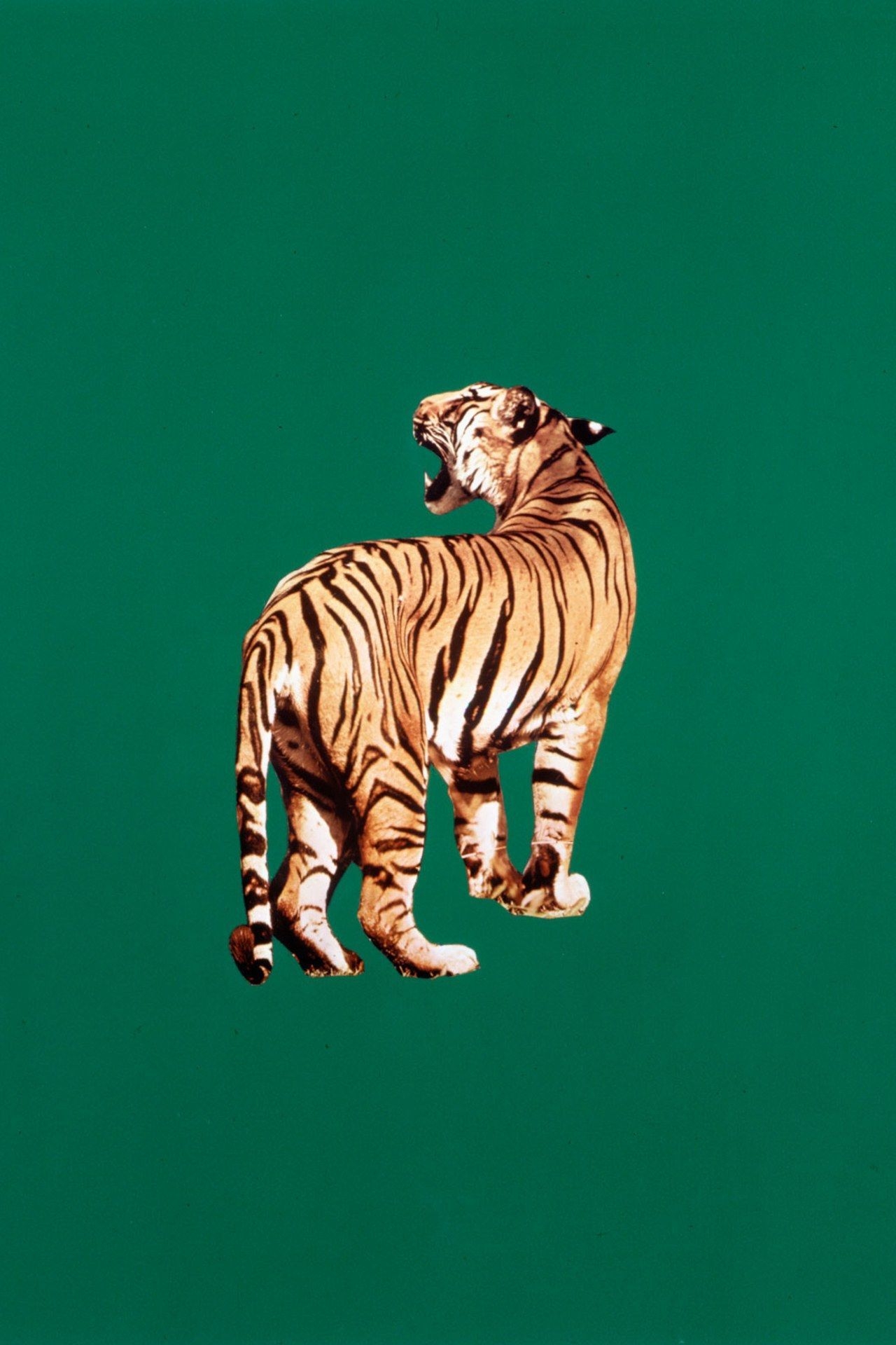 1280x1920 Sarah Charlesworth's Objects of Desire at Maccarone Gallery. Tiger art, Art inspiration, Tiger illustration, Phone