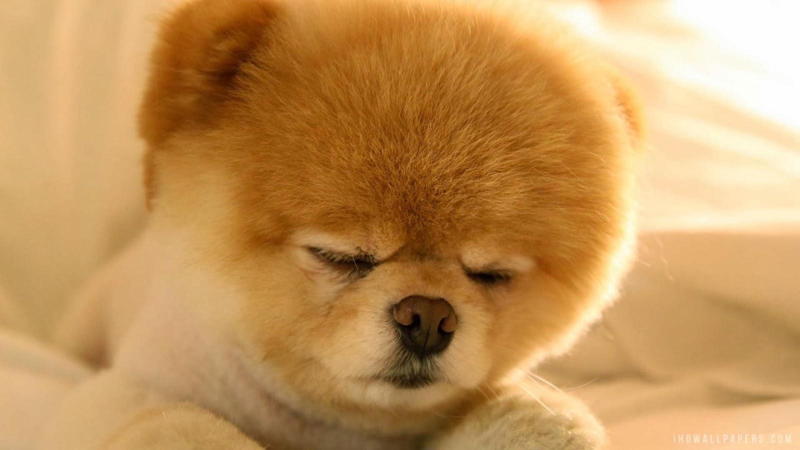 1600x900 Puppy Wall Paper, Desktop