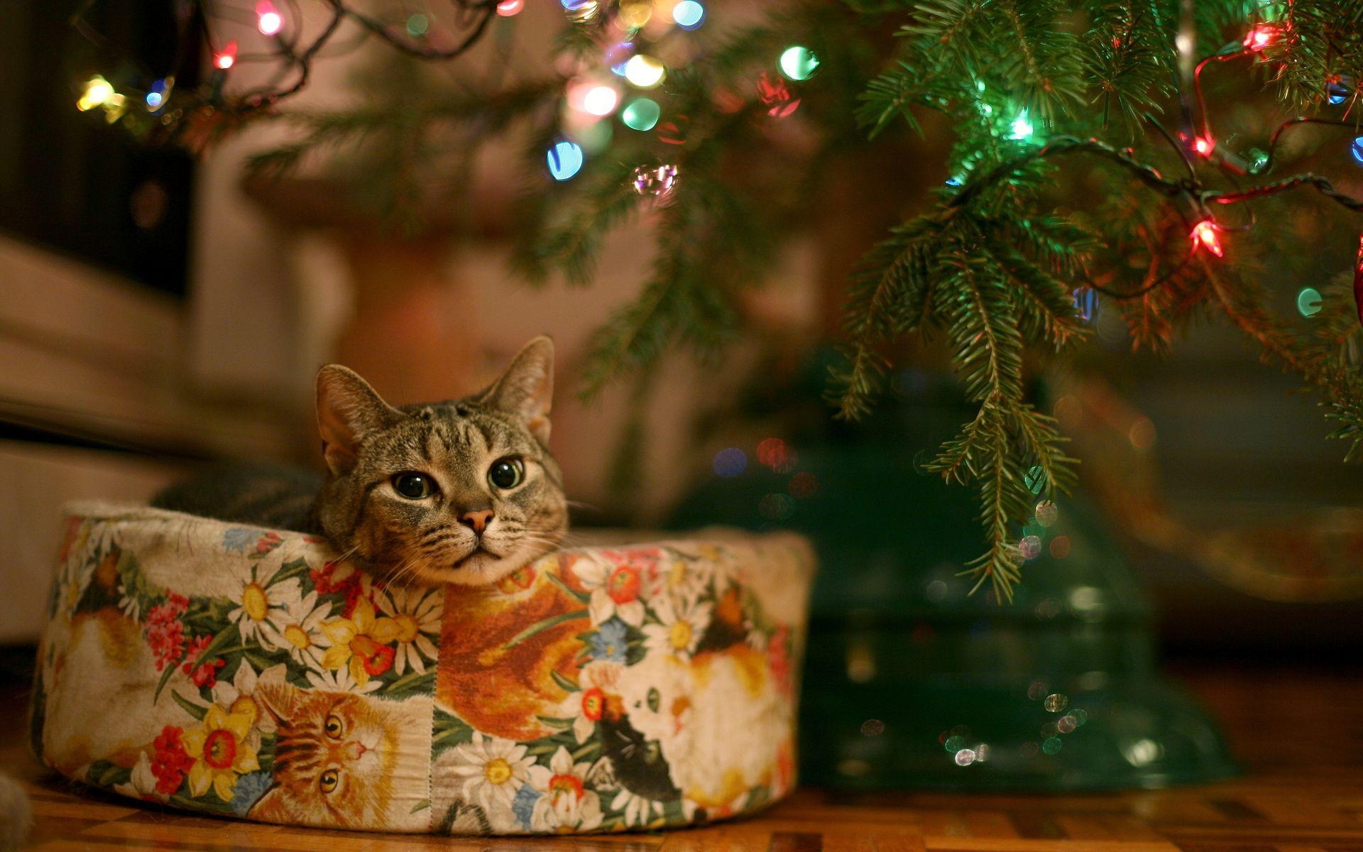 1920x1200 christmas cat wallpaper, Desktop