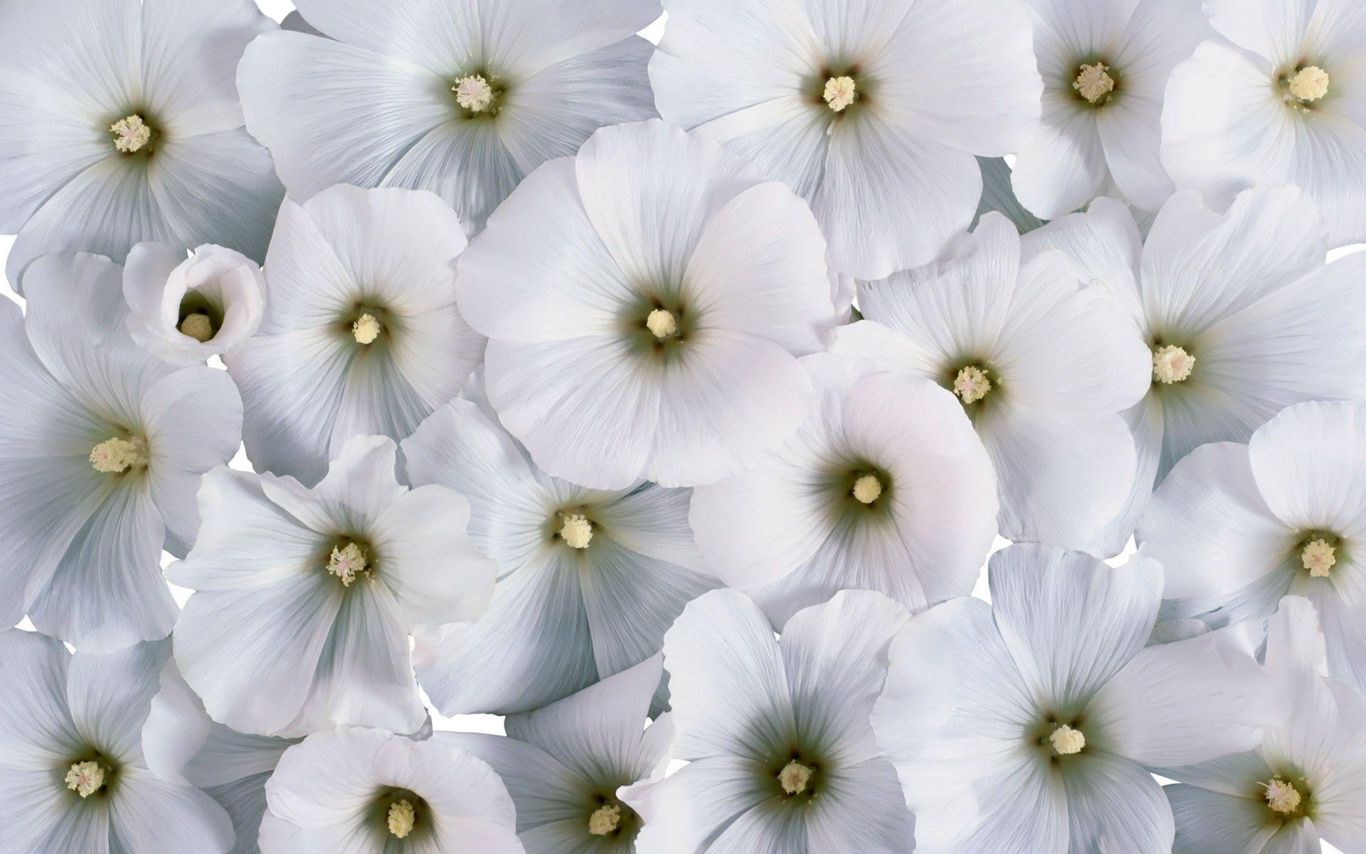 1920x1200 White Colored Cool Flower HD Wallpaper, Desktop