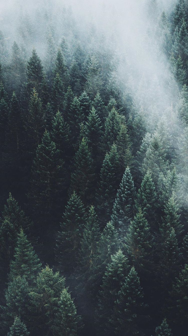 750x1340 Forest Aesthetic Wallpaper, Phone