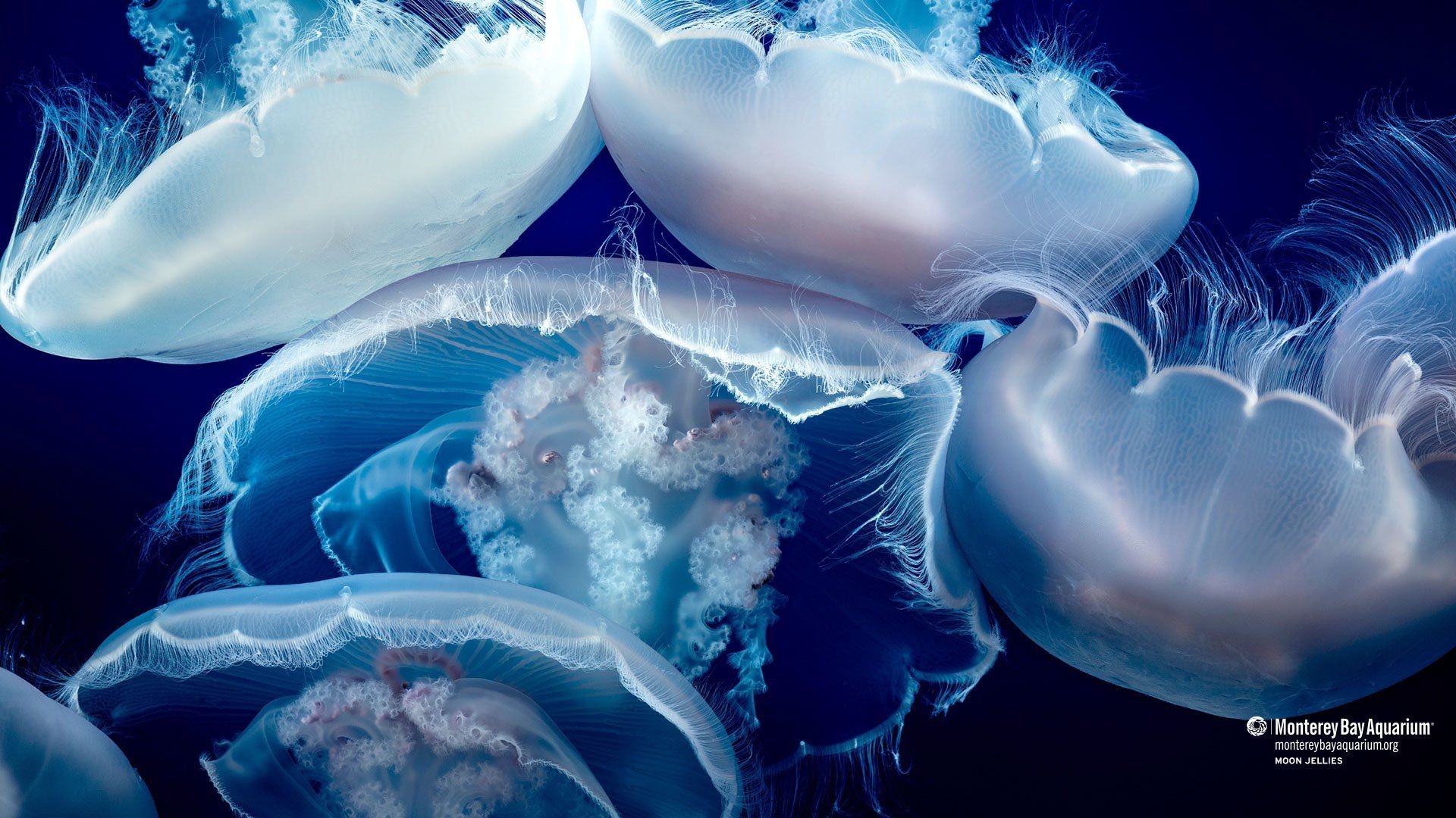 1920x1080 Moon jellies. Wallpaper. Monterey Bay Aquarium, Desktop