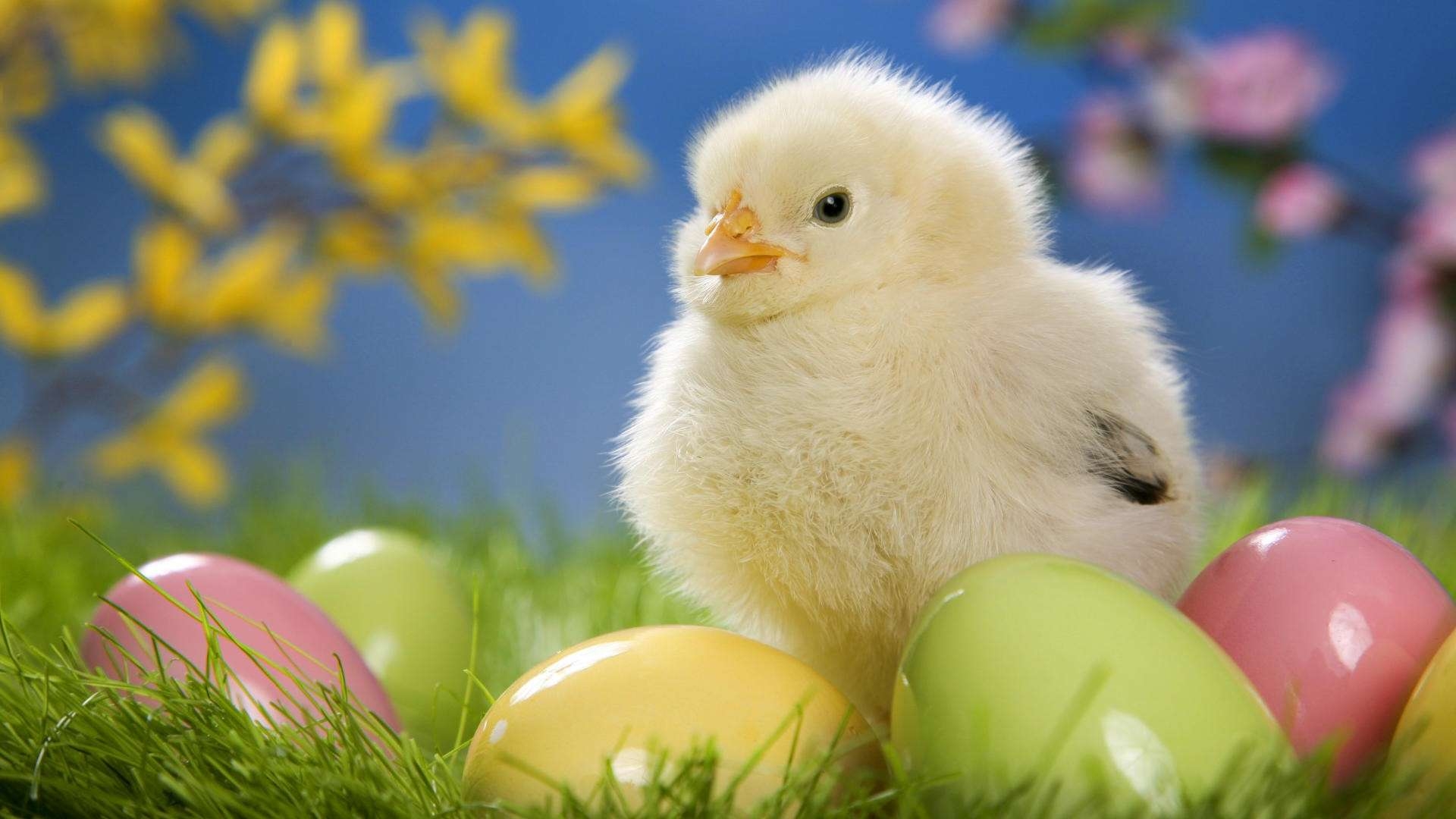 1920x1080 easter chick wallpaper, Desktop