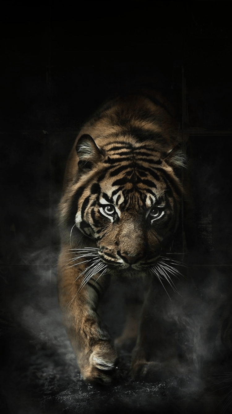 750x1340 Tiger Phone Wallpaper, Phone