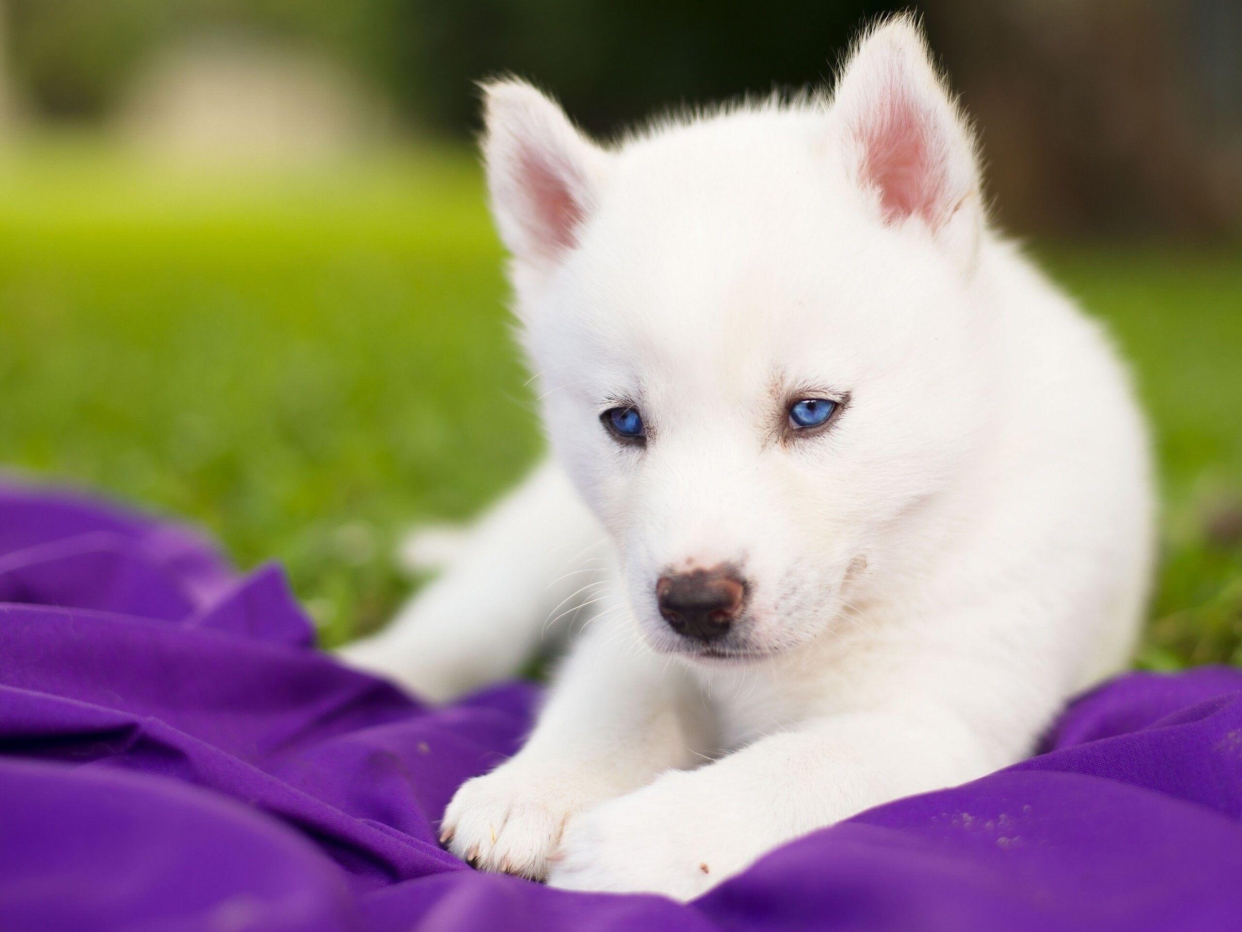 2560x1930 Baby Huskies Wallpaper, Desktop