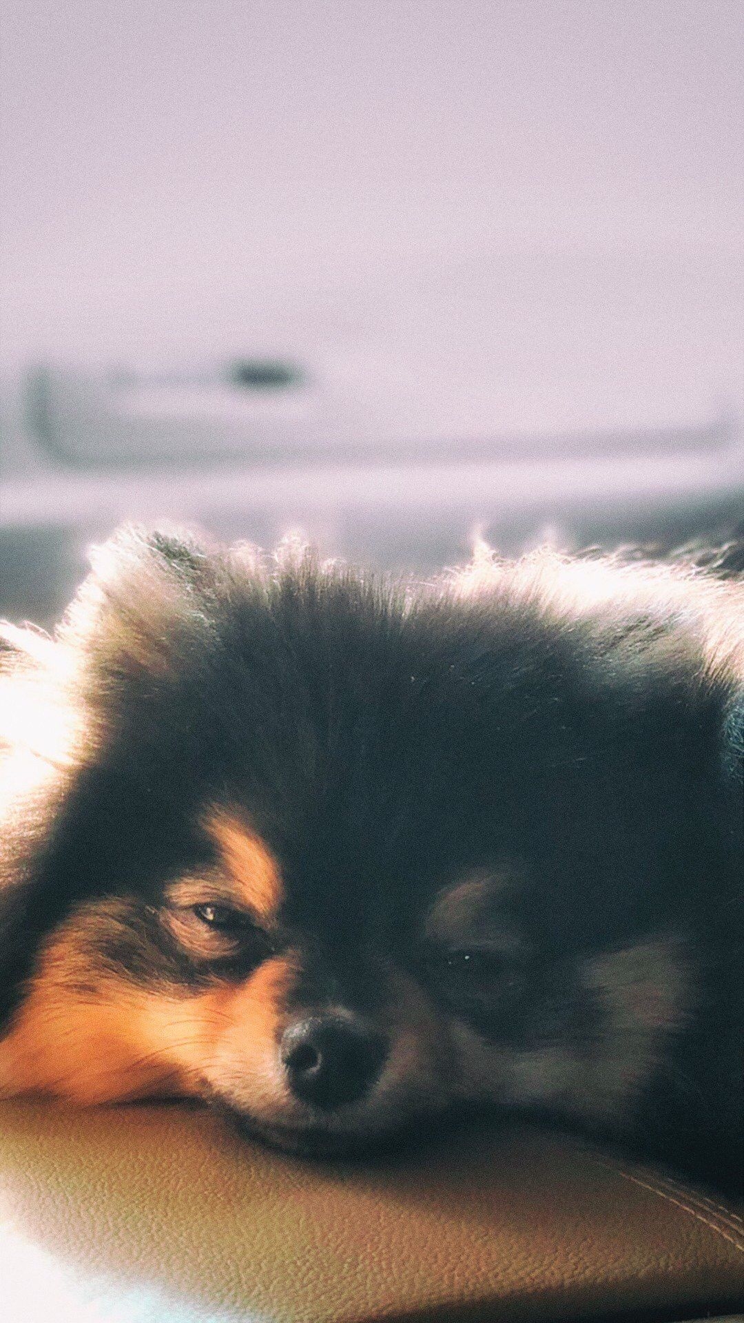 1080x1920 Yeontan #BTS. Bts taehyung, Bts dogs, Bts jungkook, Phone