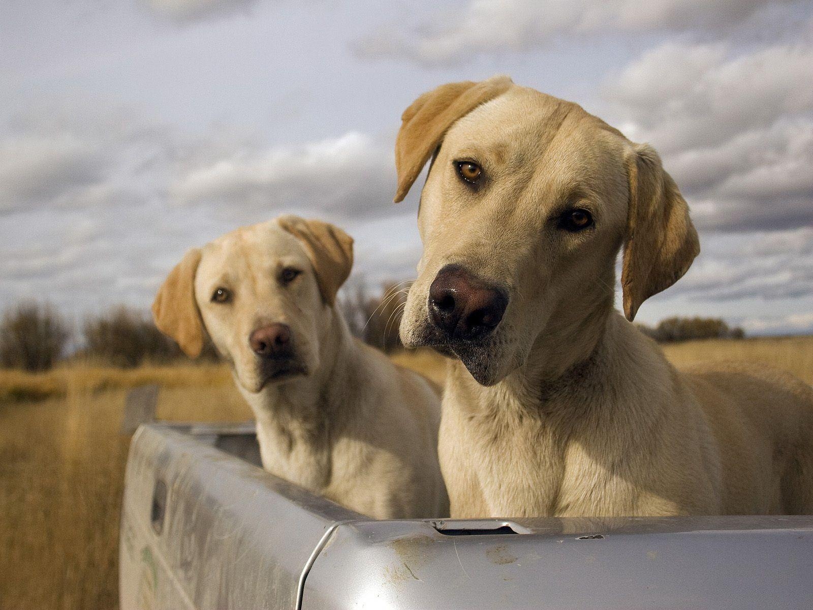 1600x1200 MX 83 Labrador Dog Wallpaper, Labrador Dog Adorable Desktop, Desktop