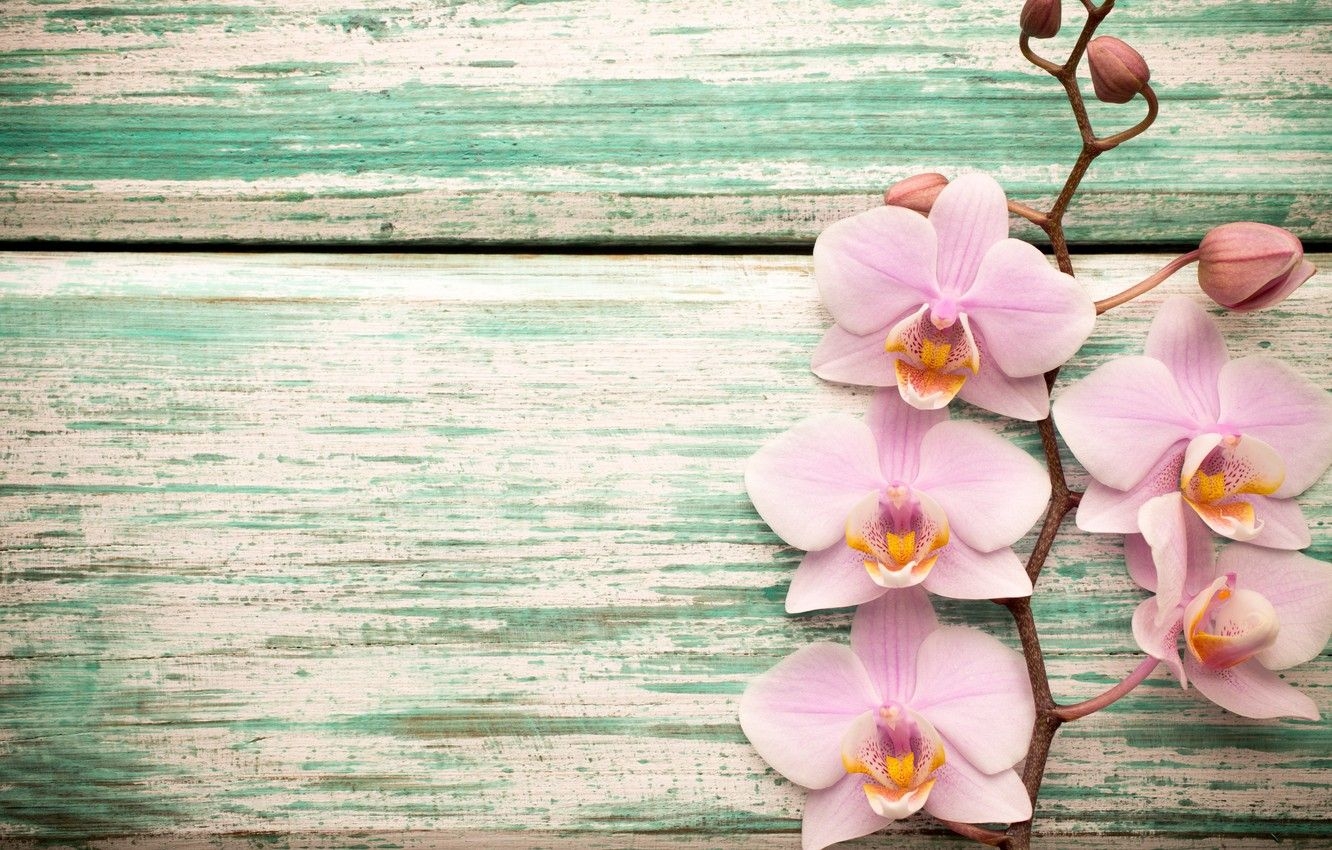 1340x850 Wallpaper wood, Orchid, pink, flowers, orchid image for desktop, Desktop