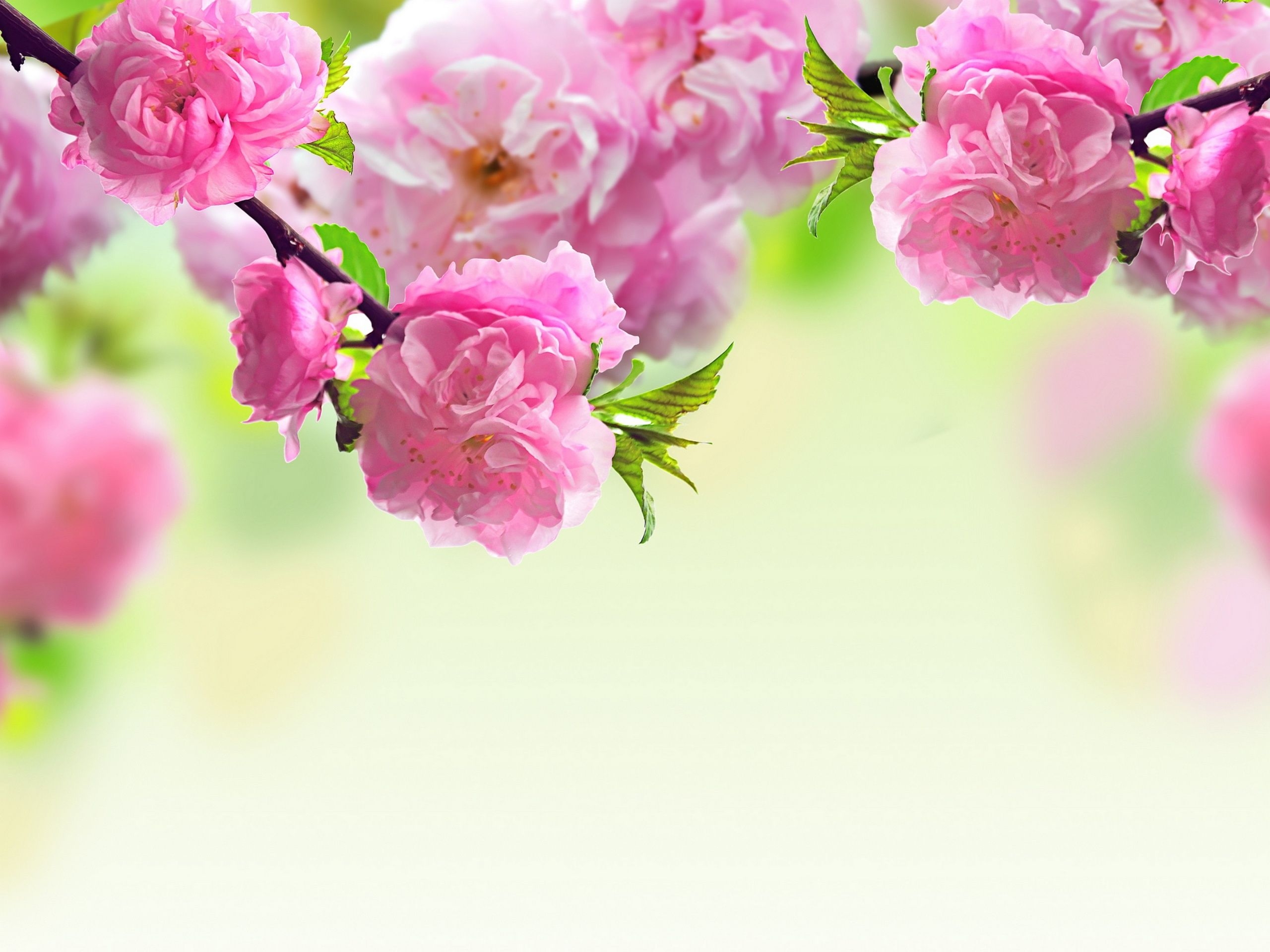 2560x1920 cherry blossoms for mother's day HD Wallpaper. Background Image, Desktop