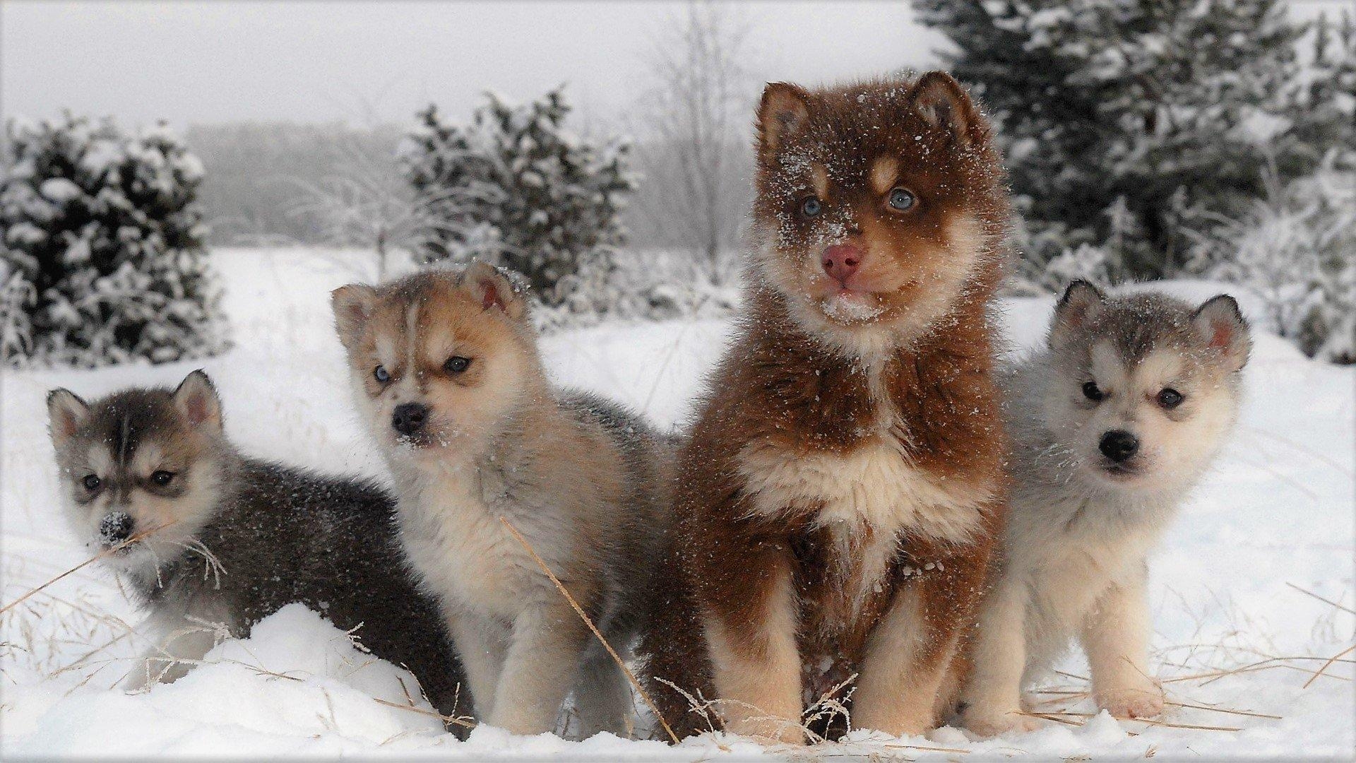 1920x1080 Husky and Her Puppies in Winter HD Wallpaper, Desktop