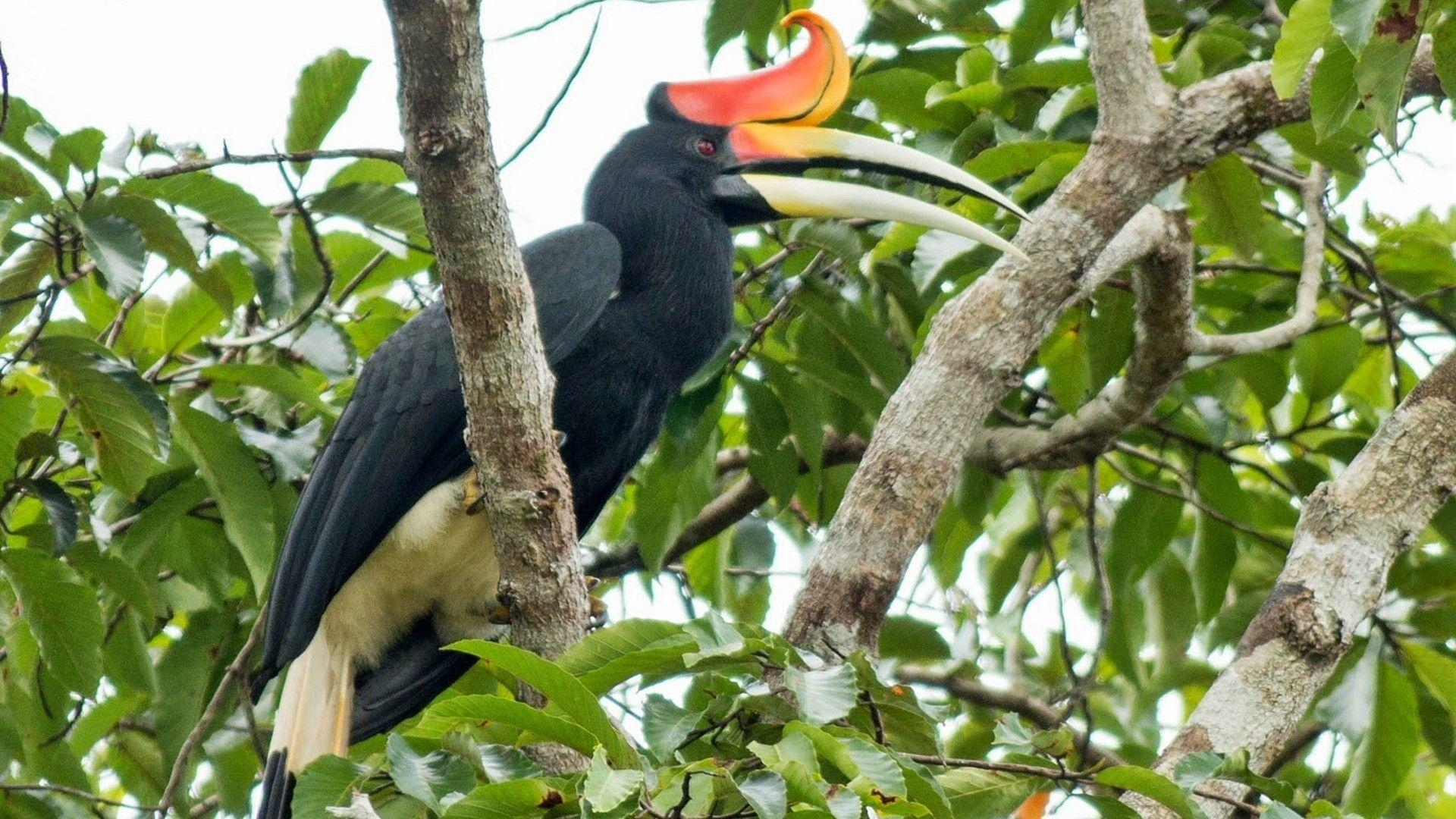 1920x1080 Unusual Bird Rhinoceros Hornbill, Wallpaper13.com, Desktop