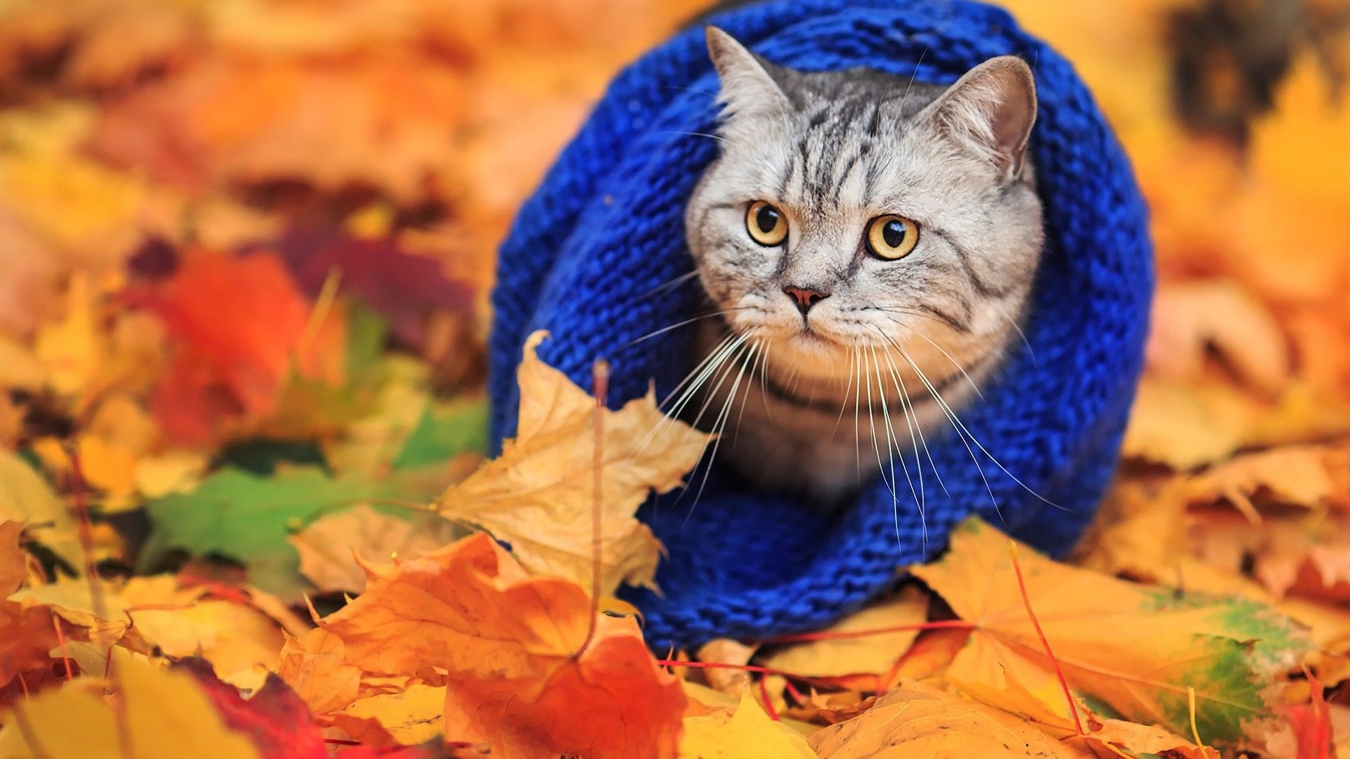 1920x1080 Fall Cat Desktop Background, Desktop