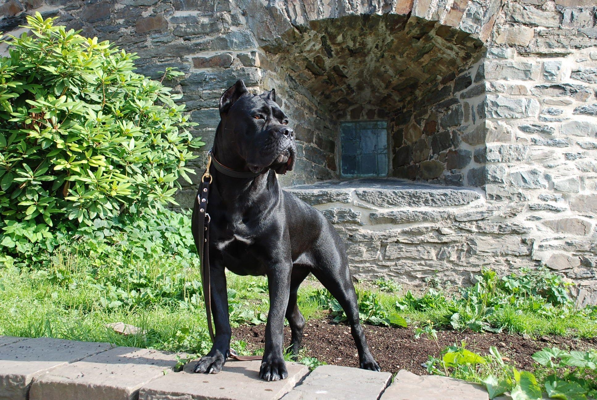 1940x1300 cane corso wallpaper and background, Desktop