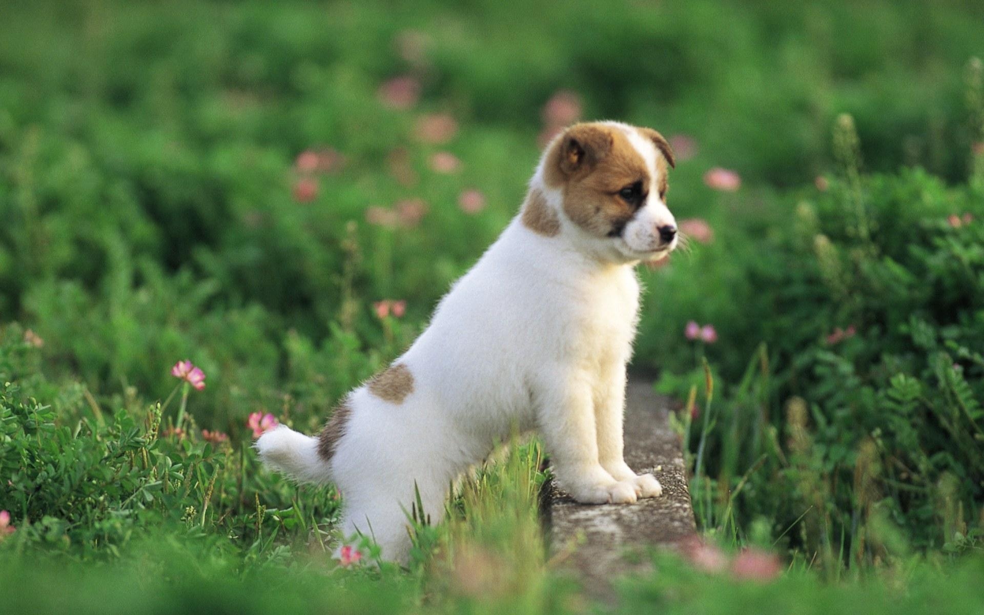 1920x1200 Pretty Dog wallpaper, Desktop