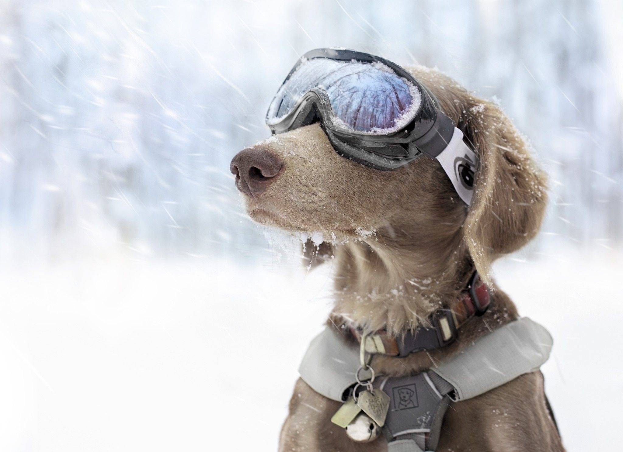 2050x1490 #winter, #snow, #goggles, #dog, wallpaper. Mocah.org HD Desktop Wallpaper, Desktop