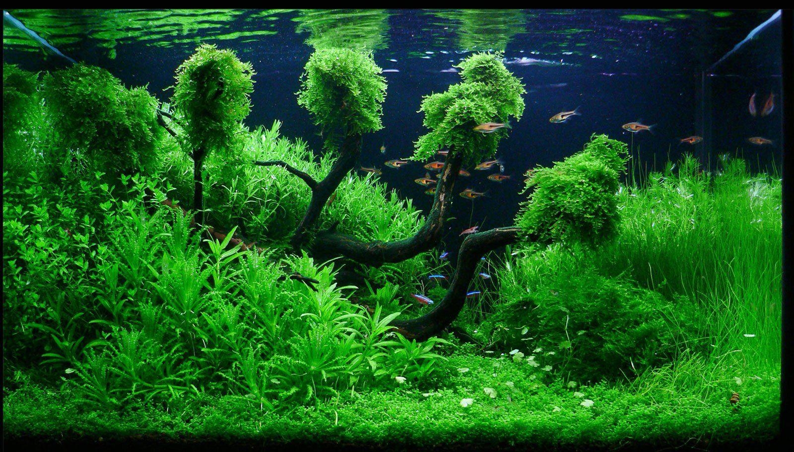 1600x920 Aquascape Wallpaper. (50++ Wallpaper), Desktop