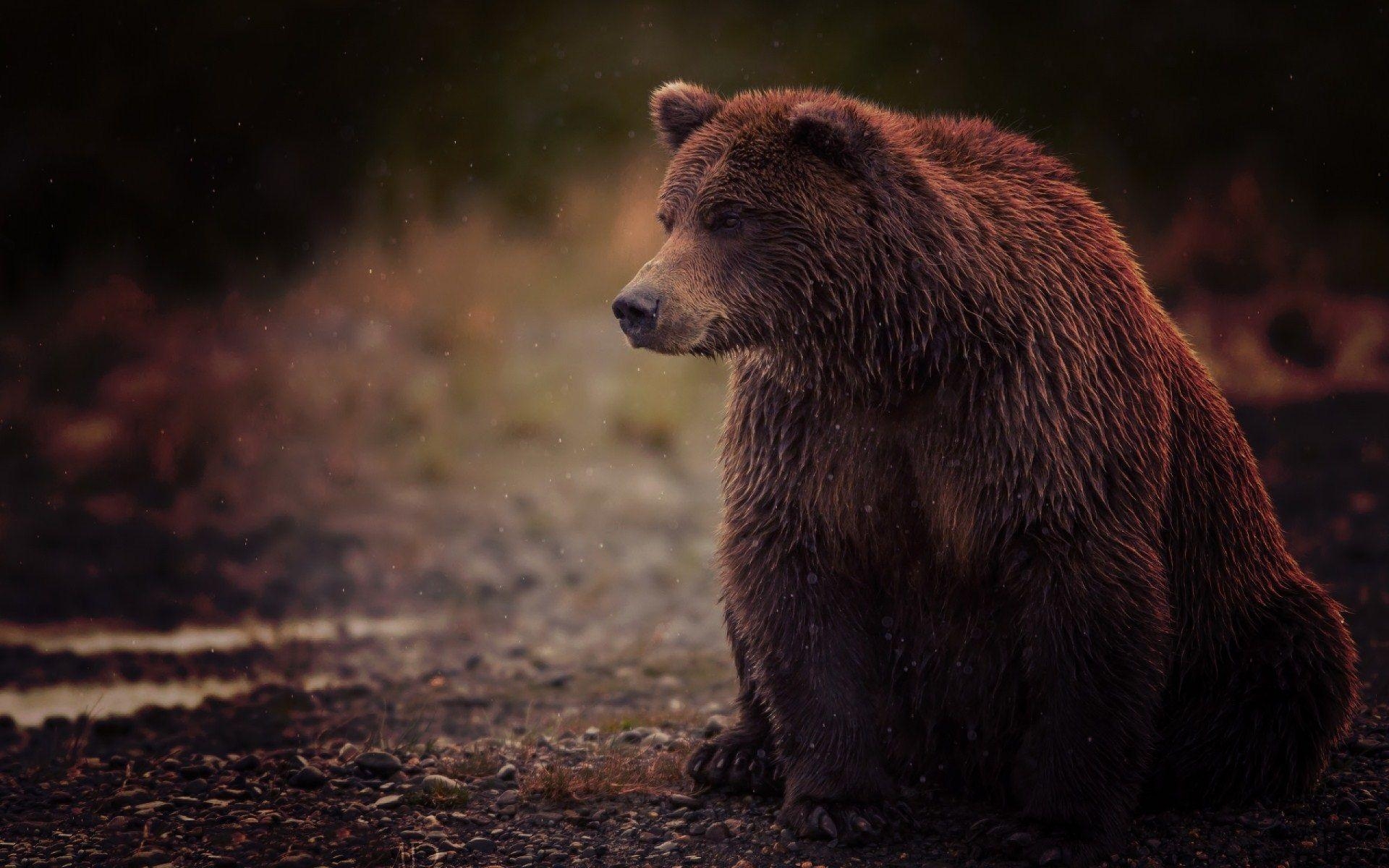 1920x1200 Grizzly bear. GFXHive. HD Wallpaper, Desktop