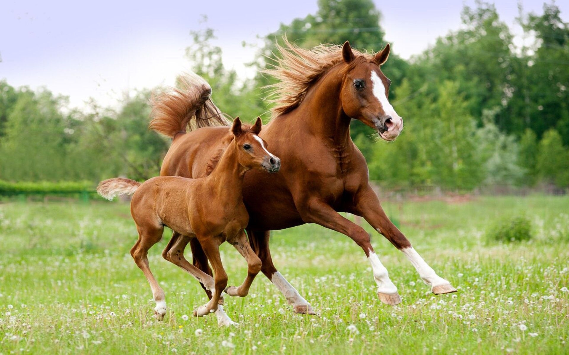 1920x1200 Arabian Mare And Foal Beautiful HD Wallpaper High Resolution 3840x2400, Wallpaper13.com, Desktop