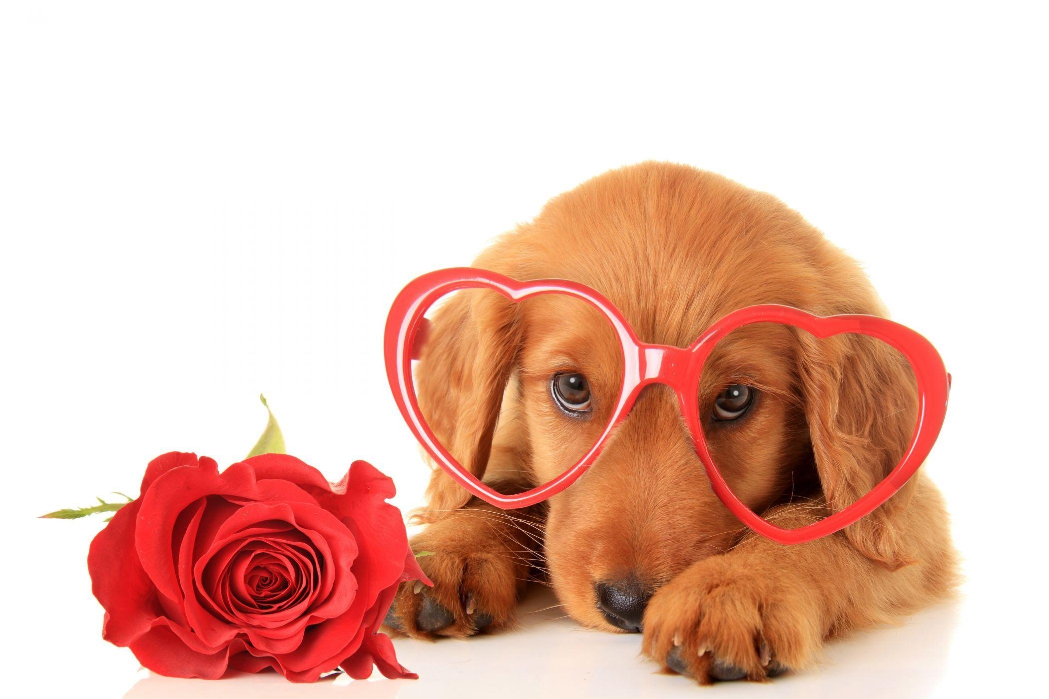 2100x1400 Valentine's Day Dogs Roses Retriever Glasses Heart Glance, Desktop