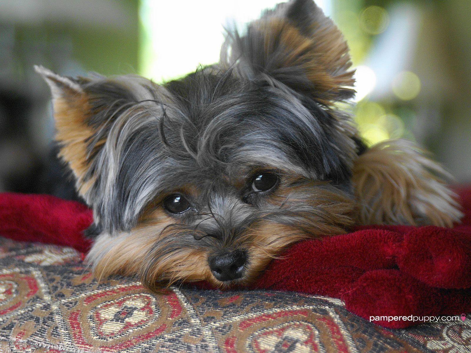 1600x1200 Yorkshire Terriers image The beautiful Yorkie HD wallpaper, Desktop