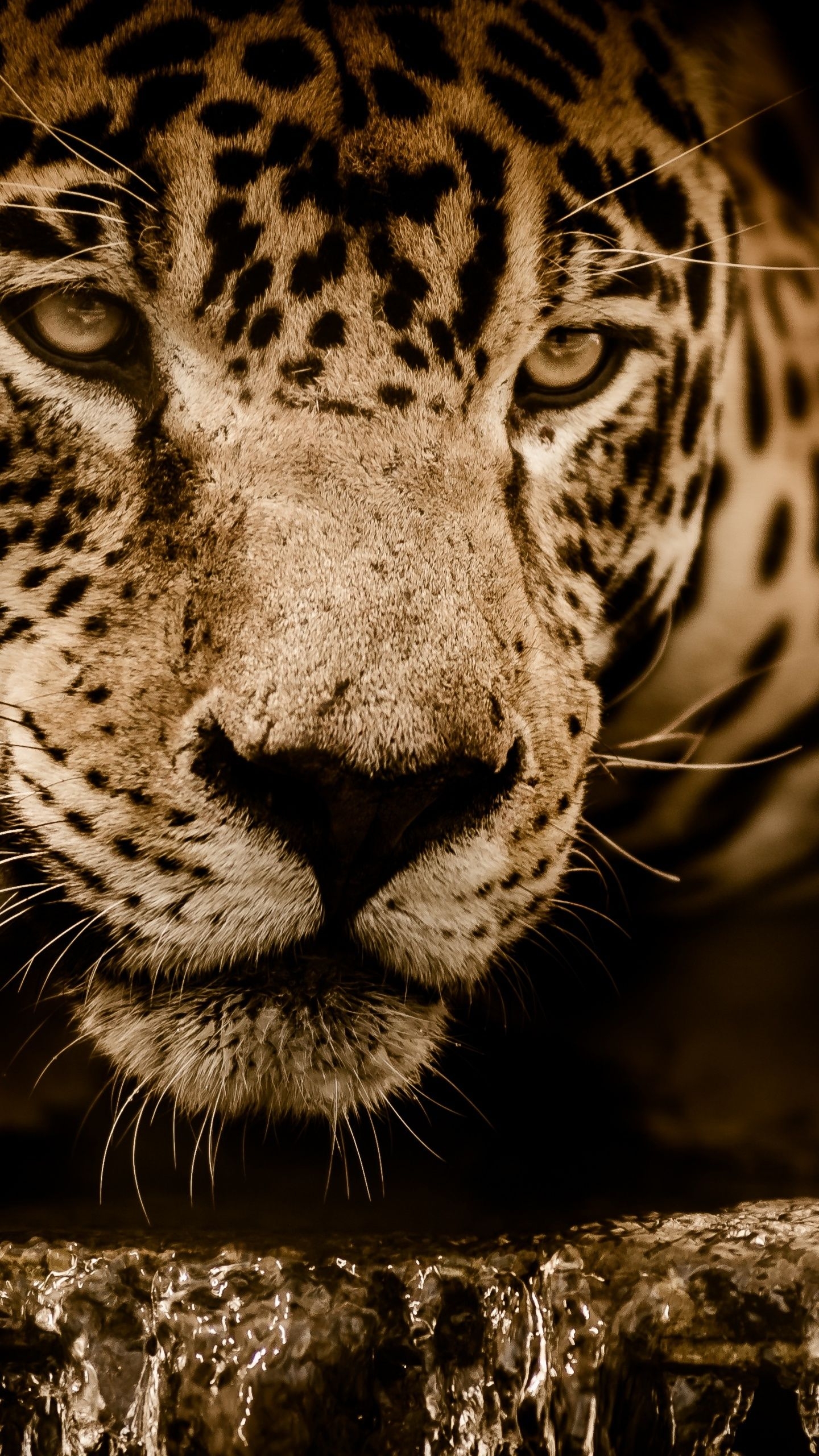 1440x2560 Jaguar 4K Wallpaper, Wildcat, Black background, Wild animal, Carnivore, 5K, Animals, Phone