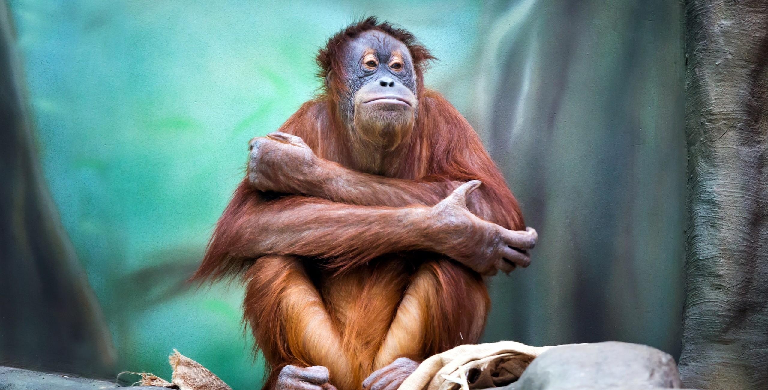 2560x1300 Download  Orangutan, Sitting, Monkey Wallpaper, Desktop