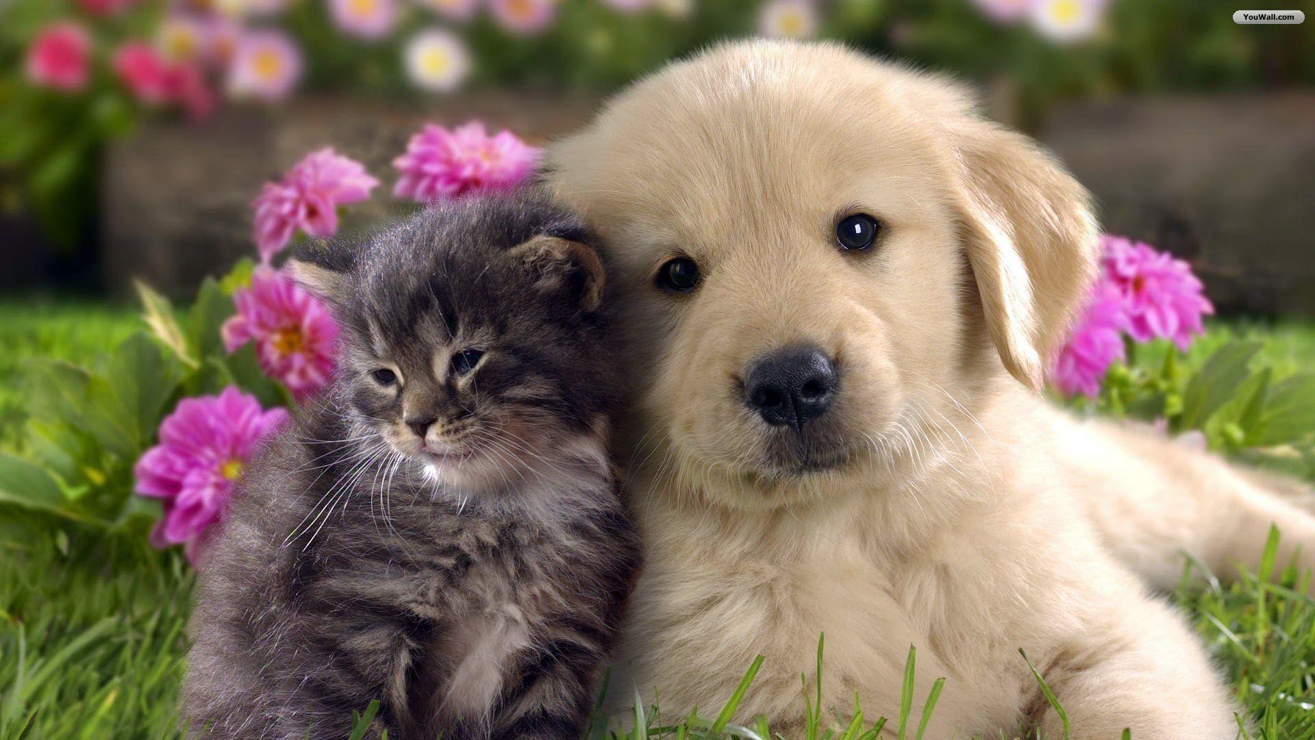 1920x1080 Pets Wallpaper, HD Image Pets Collection, GG.YAN, Desktop