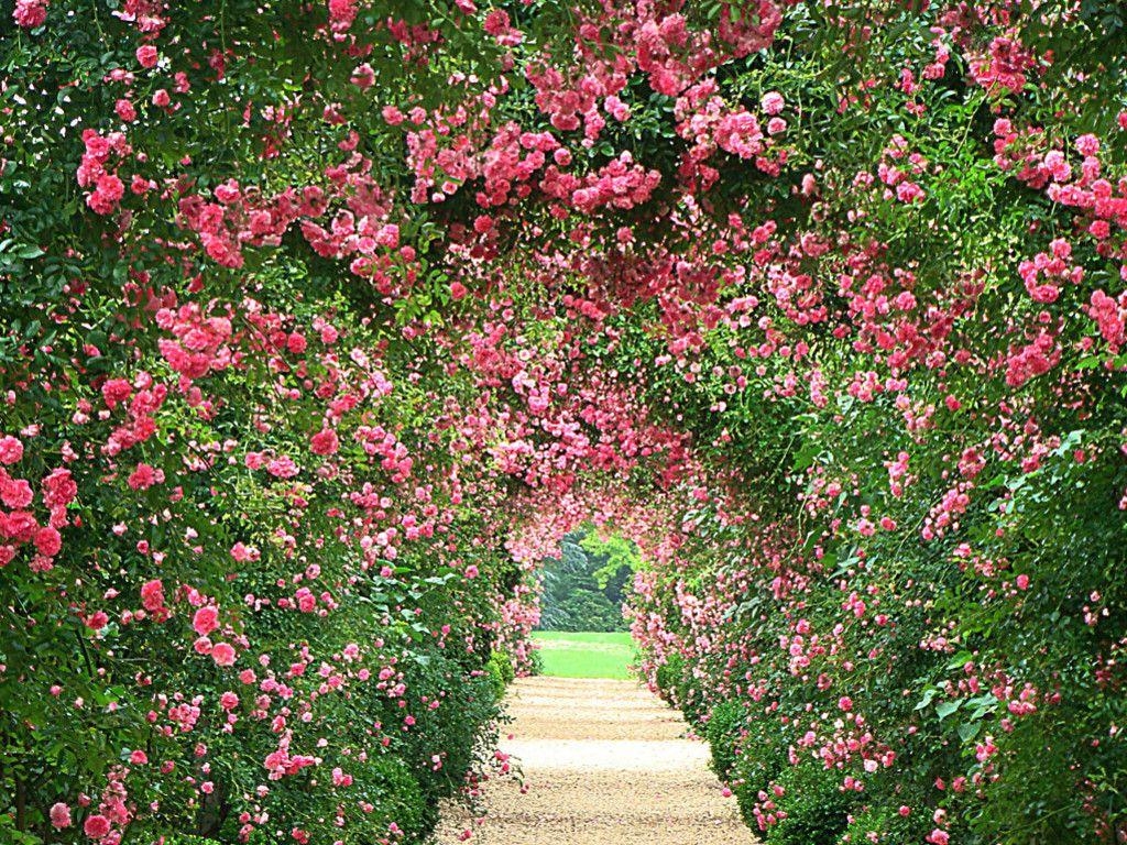 1030x770 rose garden wallpaper desktop HD, Desktop