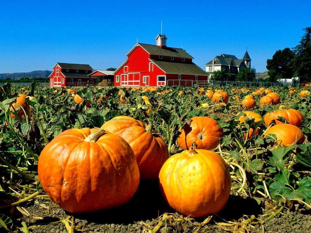 1030x770 HOW TO CURE AND STORE PUMPKINS. The Garden of Eaden, Desktop