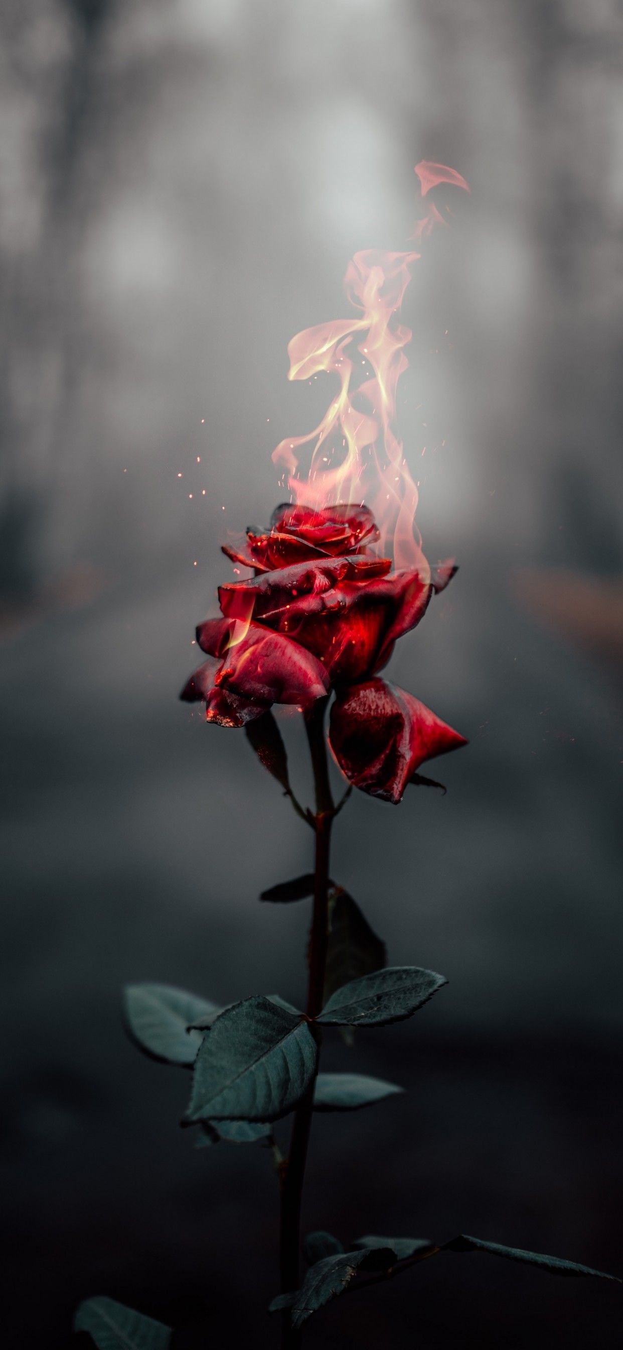 1250x2690 Rose flower 4K Wallpaper, Fire, Burning, Dark, Flowers, Phone