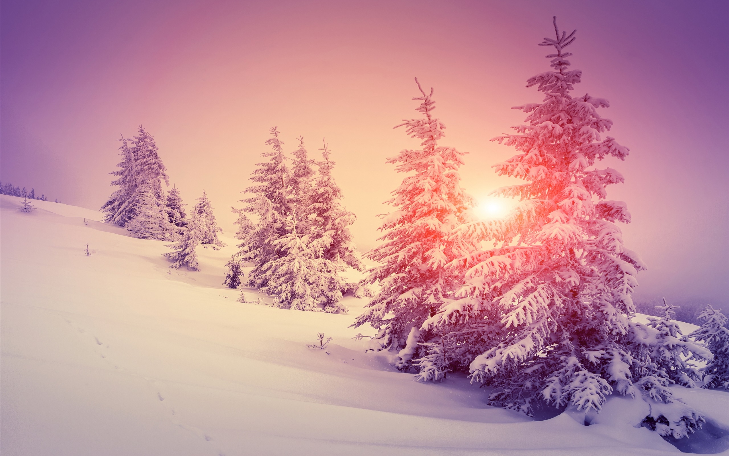 2560x1600 Wallpaper Thick snow, winter, forest, trees, warm sun 3840x2160 UHD 4K Picture, Image, Desktop