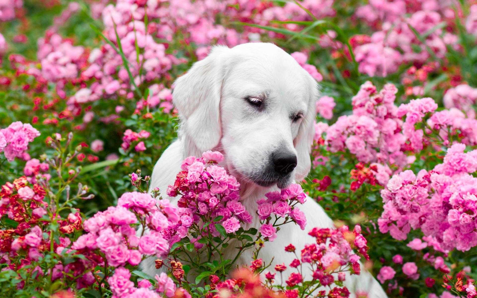 1920x1200 Download wallpaper white labrador, small puppy, pink flowers, dogs, Desktop