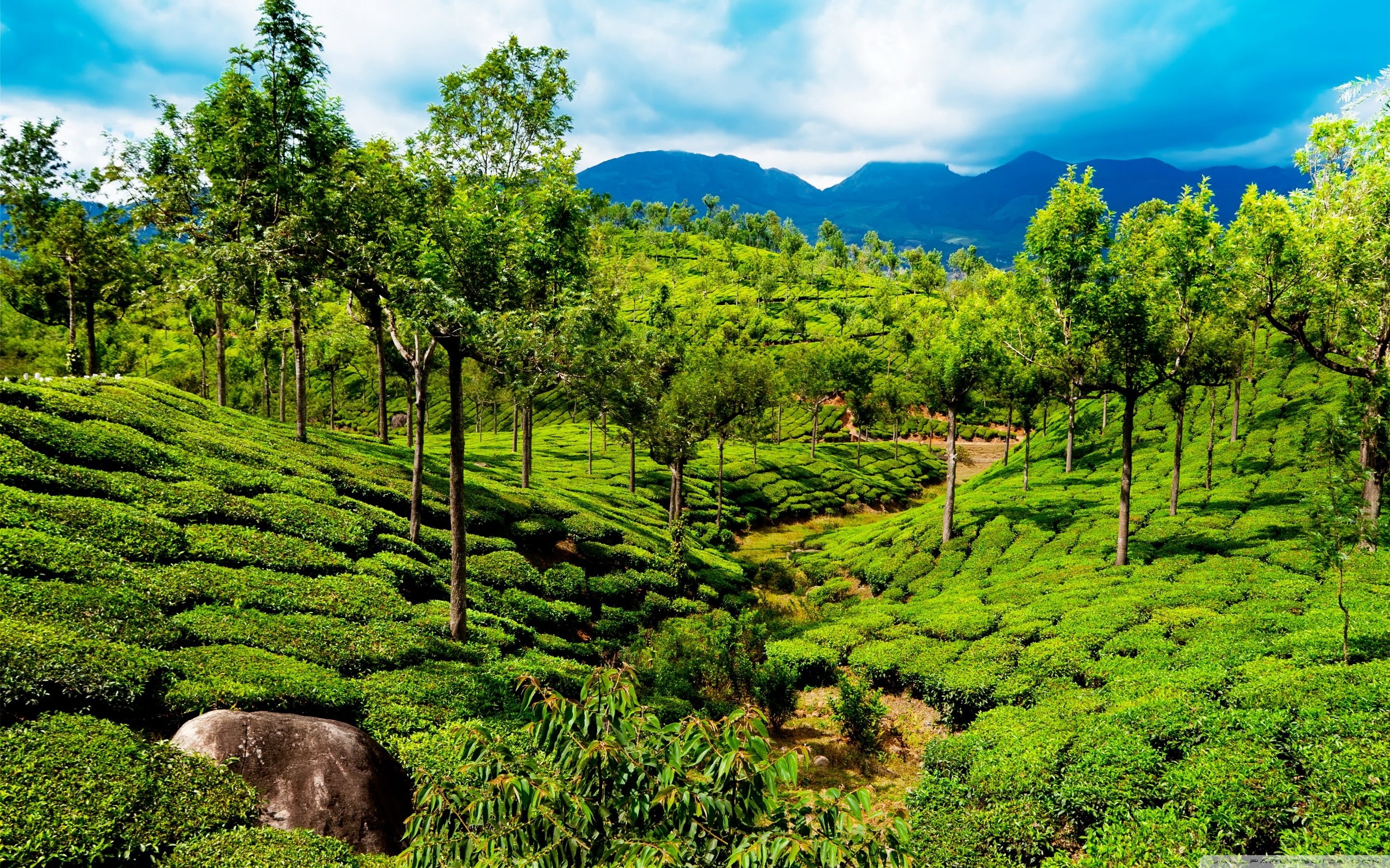 2880x1800 Green tea field, Kerala, India ❤ 4K HD Desktop Wallpaper for 4K, Desktop