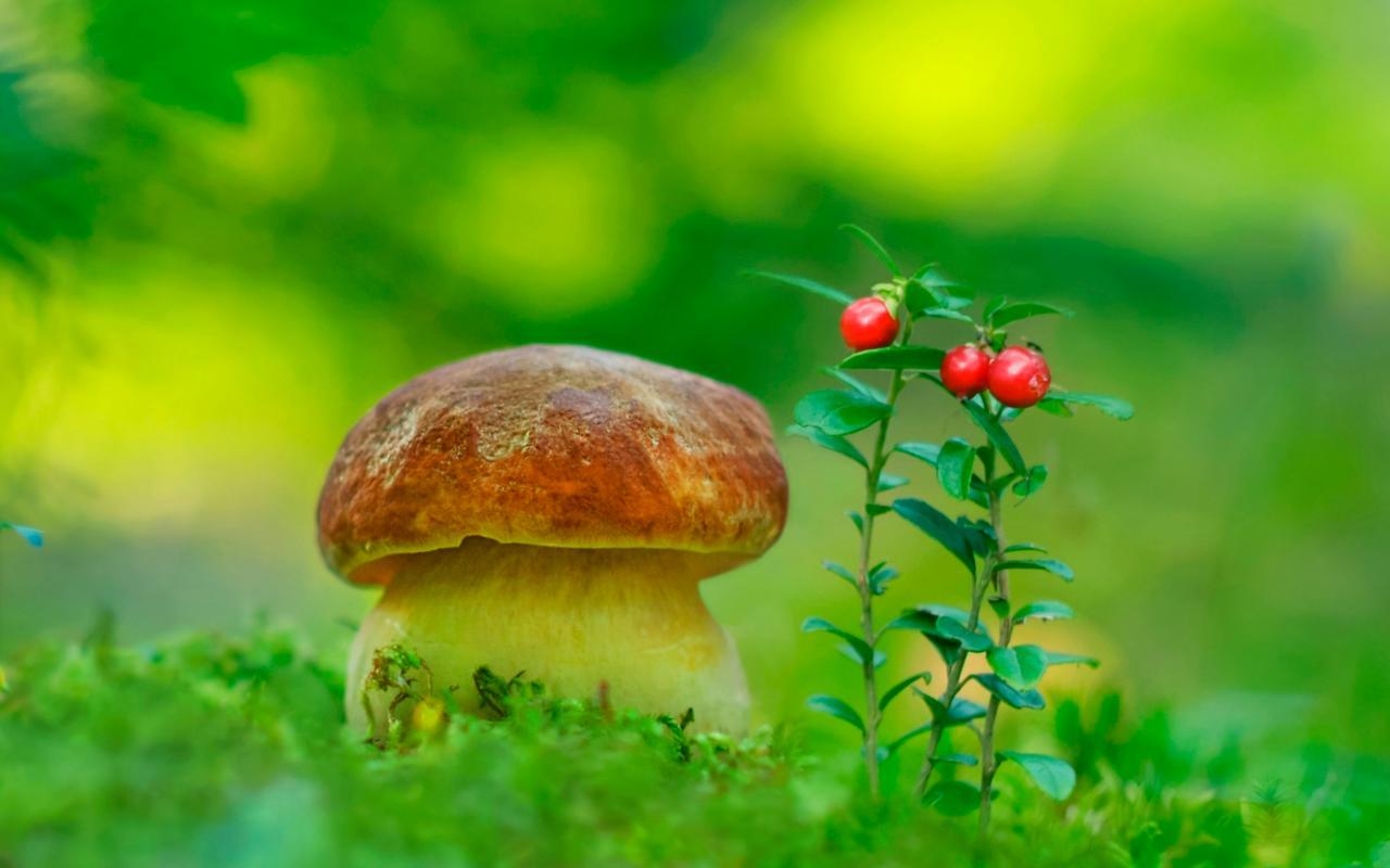 1280x800 Mushrooms Wallpaper for Android, Desktop