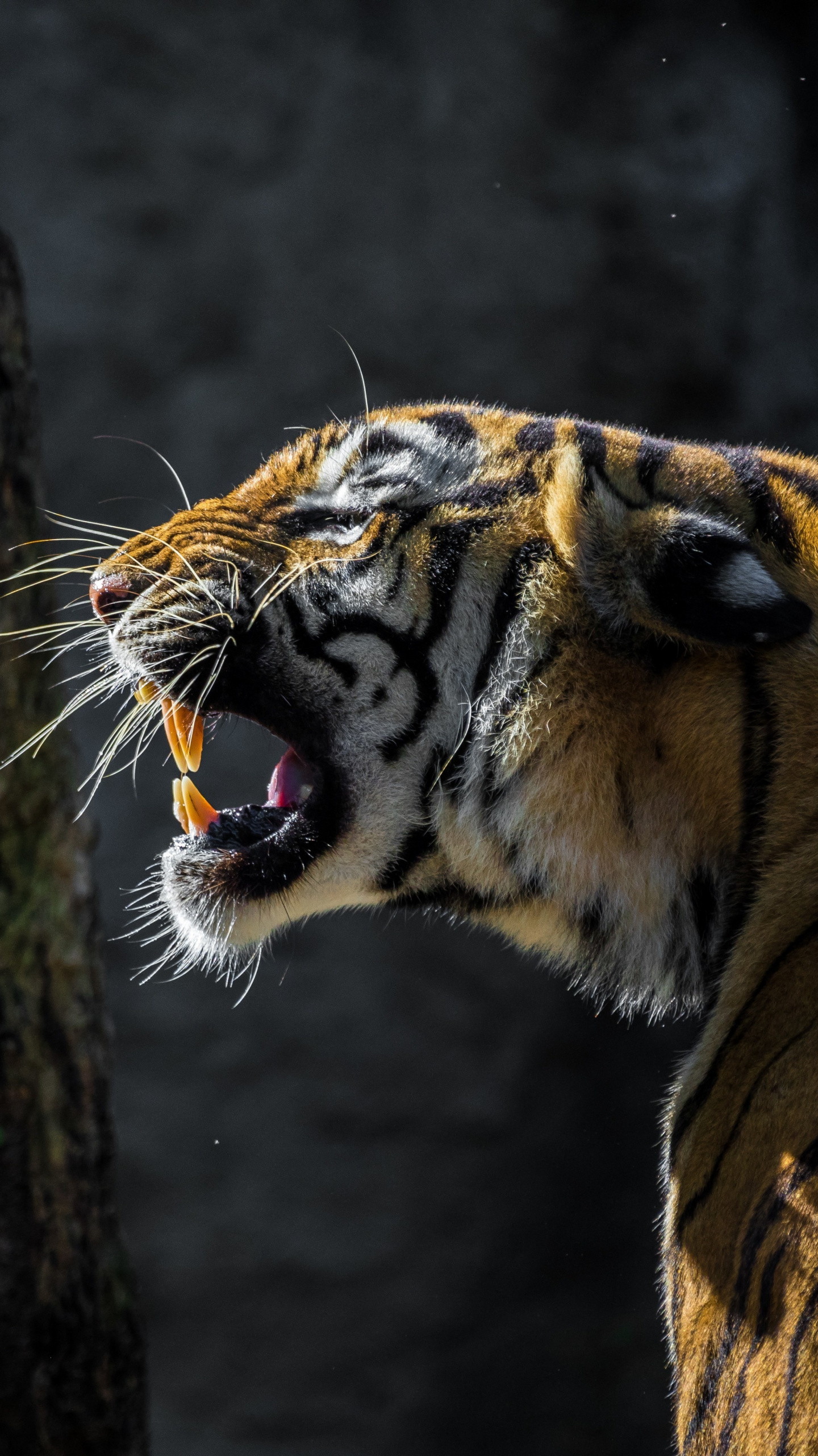 1440x2560 Download  wallpaper tiger, roar, wild animal, qhd samsung, Phone