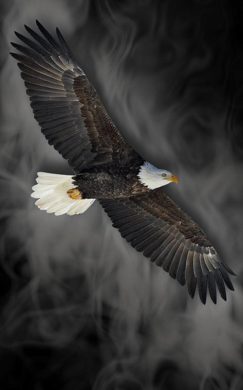 800x1280 Phone Wallpaper Eagle, Phone