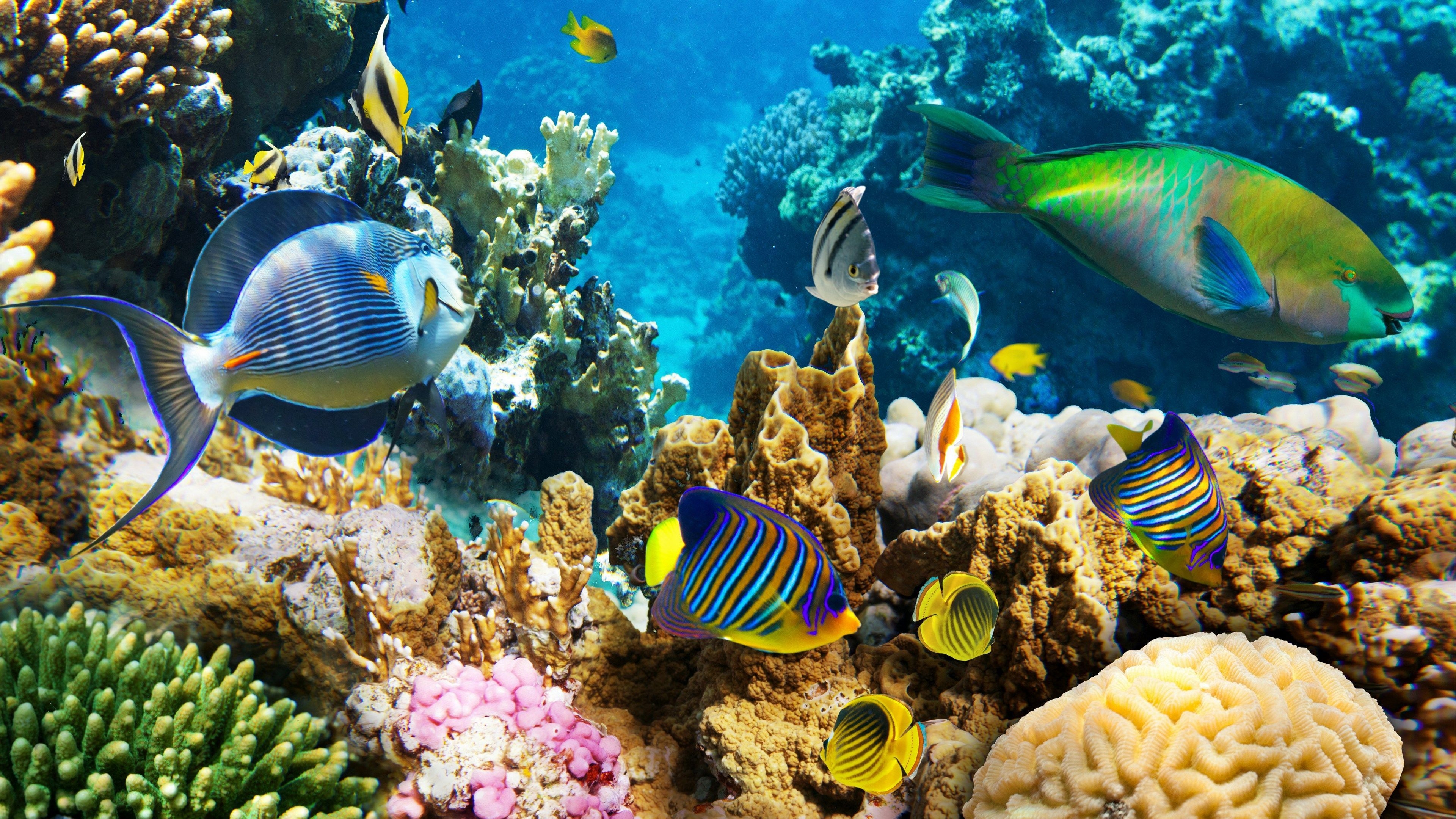 3840x2160 Coral Reef 4K Wallpaper Free Coral Reef 4K Background, Desktop