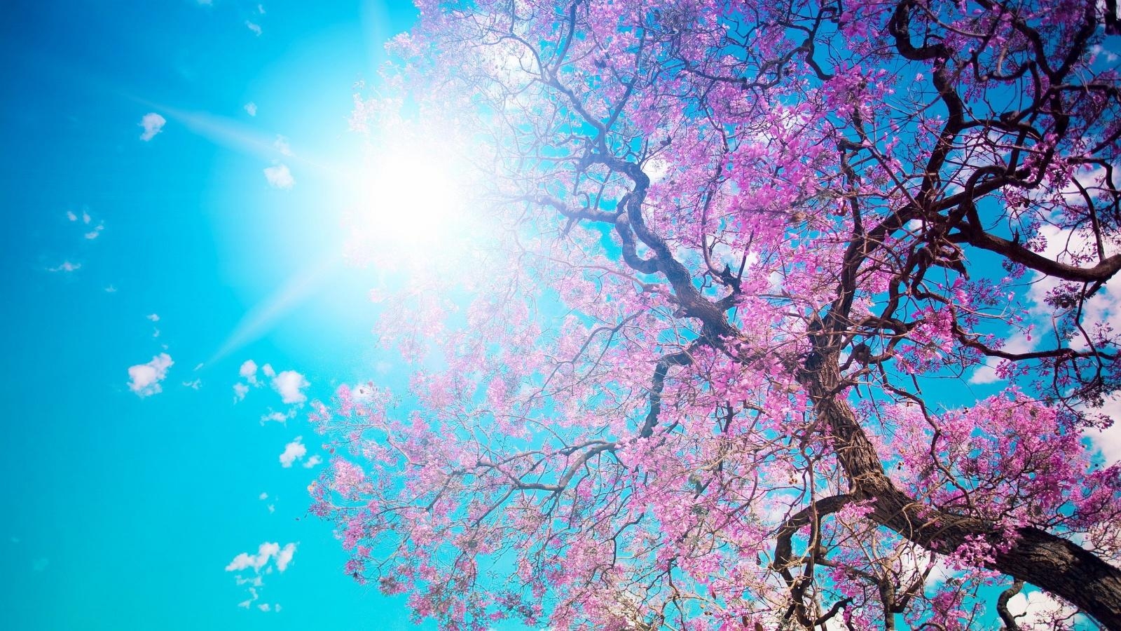 1600x900 Spring Blossom Sunshine Wallpaper In 1600X900, Desktop