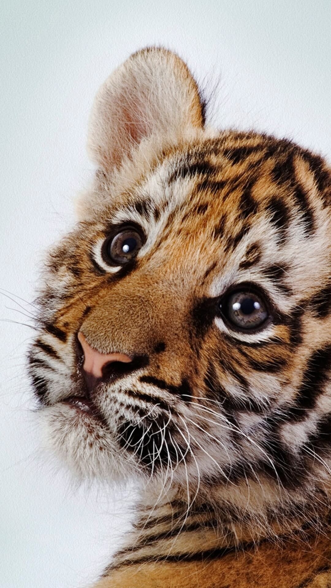 1080x1920 Awesome Lock Screen iPhone Cool Tiger Wallpaper Background, Phone