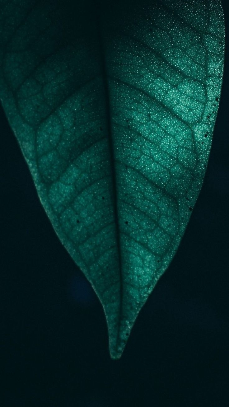 740x1310 Whatsapp Wallpaper. Leaves wallpaper, Phone