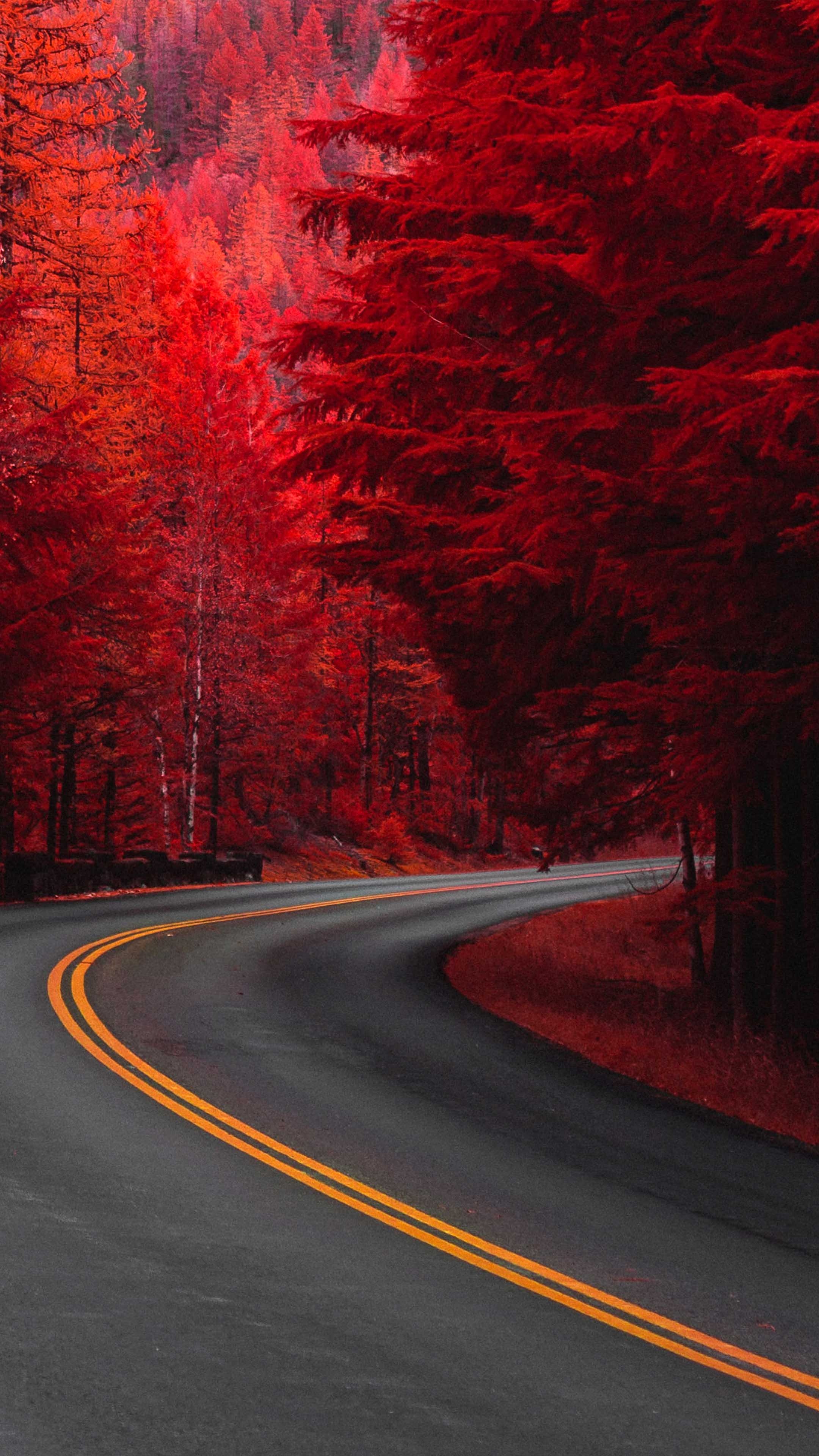 2160x3840 Pine Red Trees Road 4K Ultra HD Mobile Wallpaper, Phone