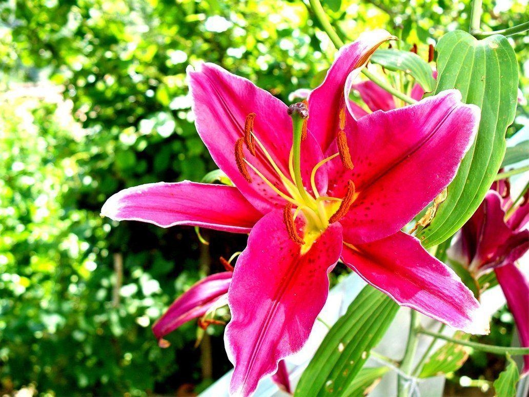 1040x780 Stargazer Lily 1, Desktop