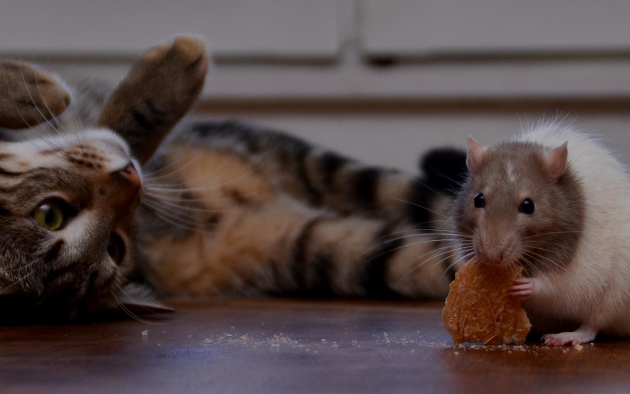 1280x800 Download wallpaper  rat, cookie, cat, playful widescreen 16, Desktop