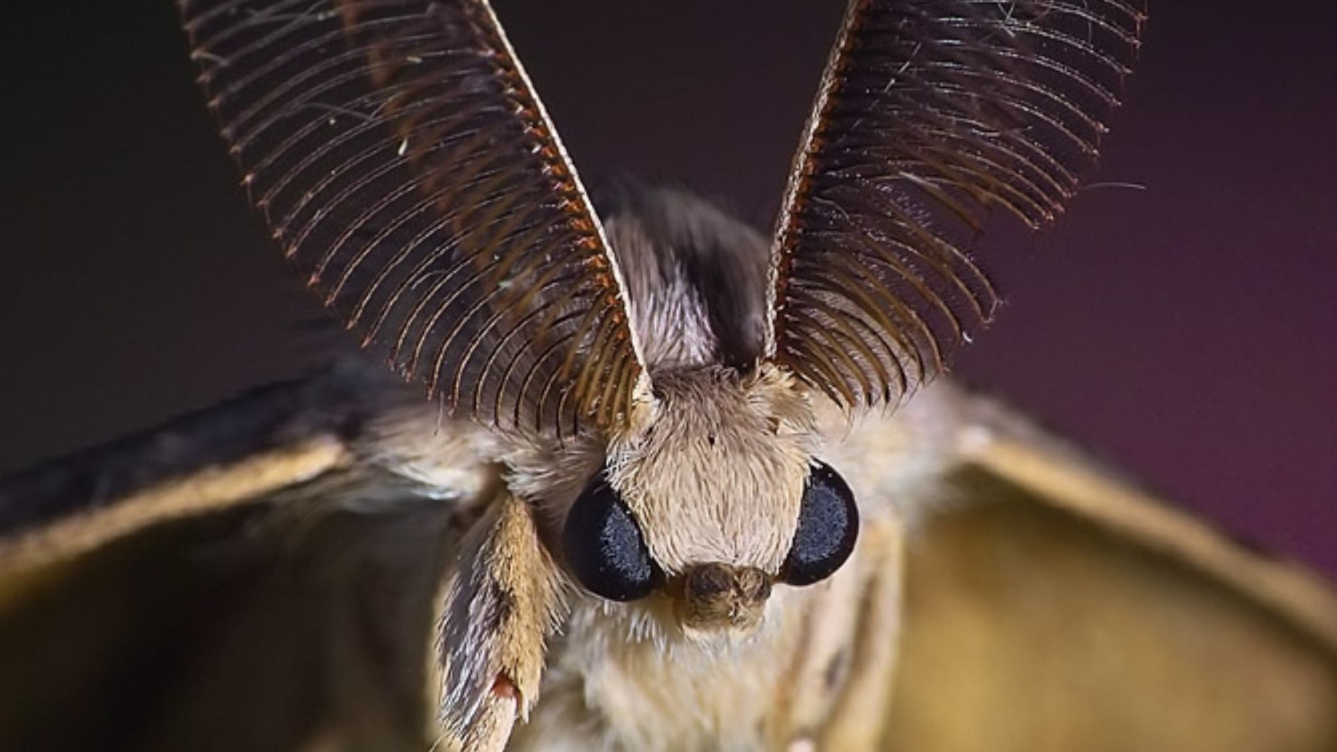 1920x1080 Moth Desktop Wallpaper Free Moth Desktop Background, Desktop