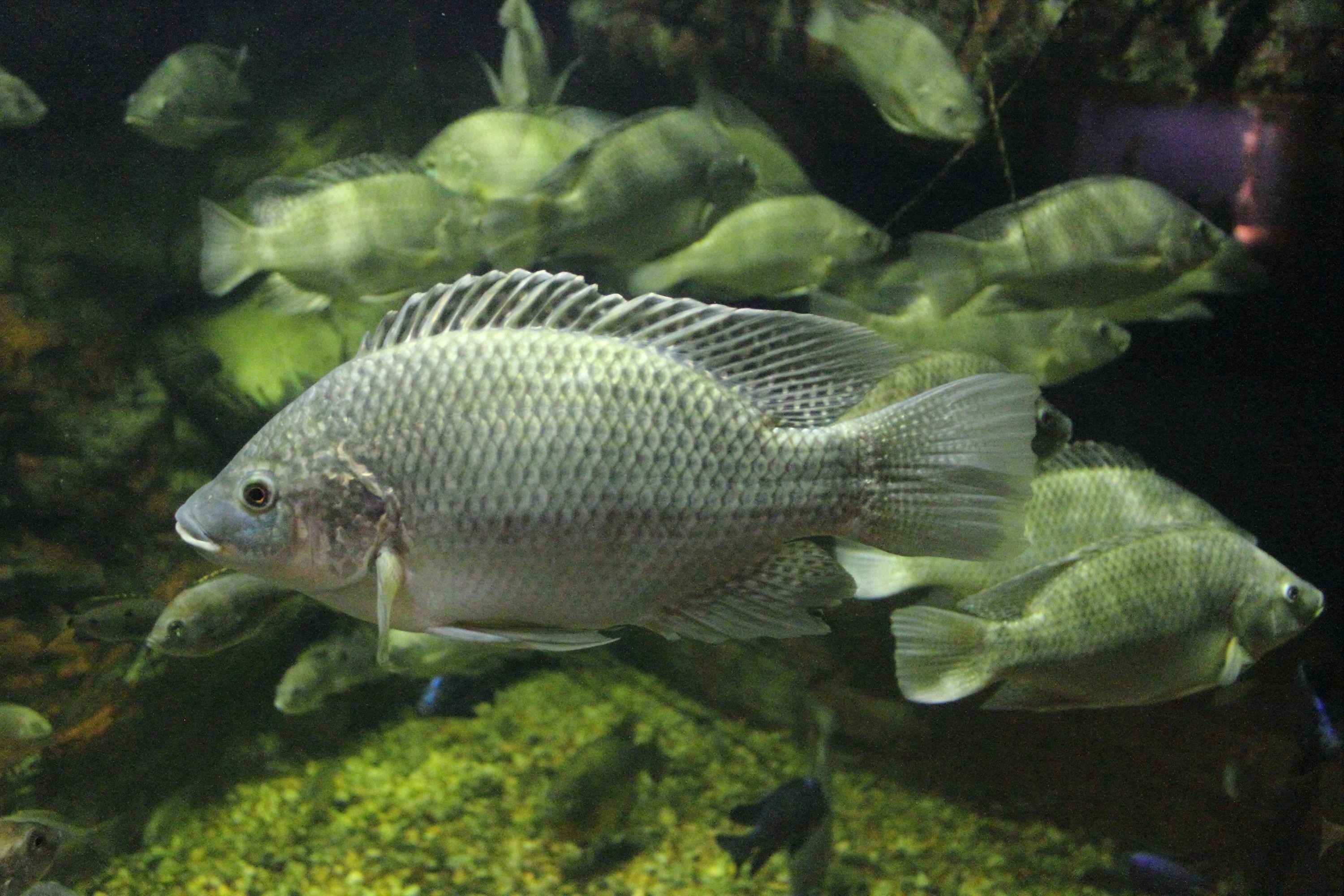 3000x2000 Mozambique tilapia photo and wallpaper. Cute Mozambique tilapia, Desktop