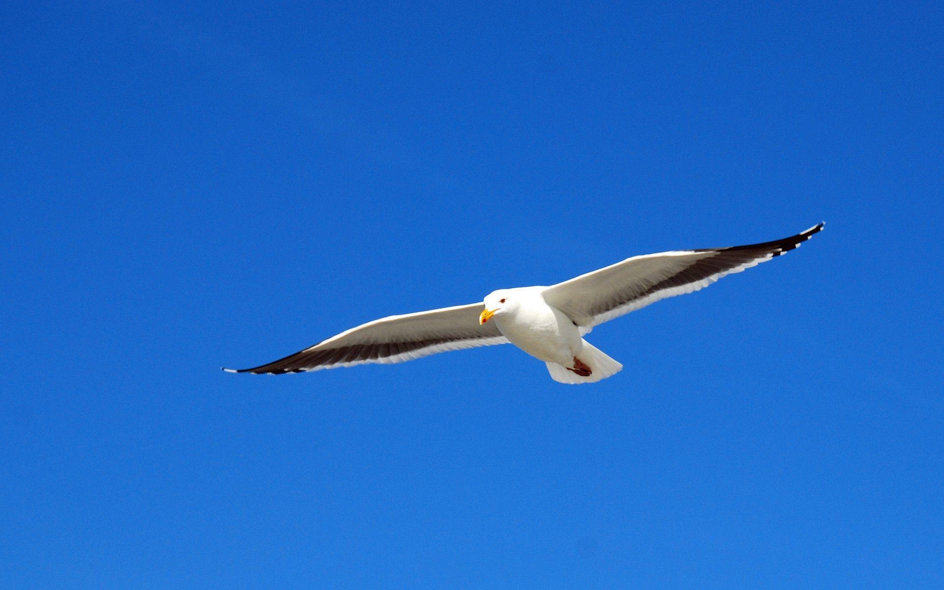 1920x1200 Seagull Flying above Hermosa Beach, California widescreen, Desktop