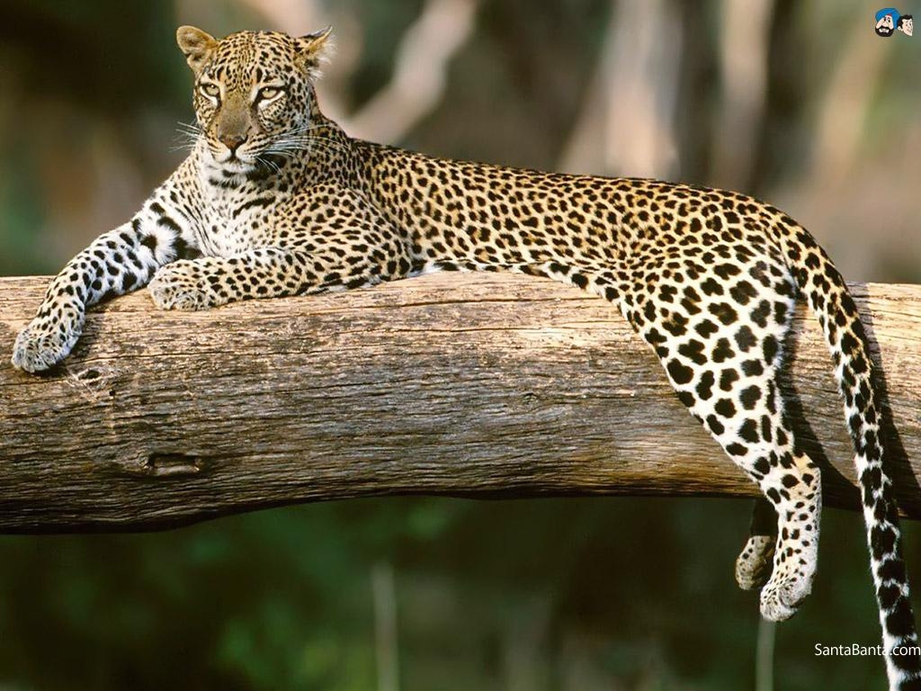 1030x770 Leopards Wallpaper, Desktop