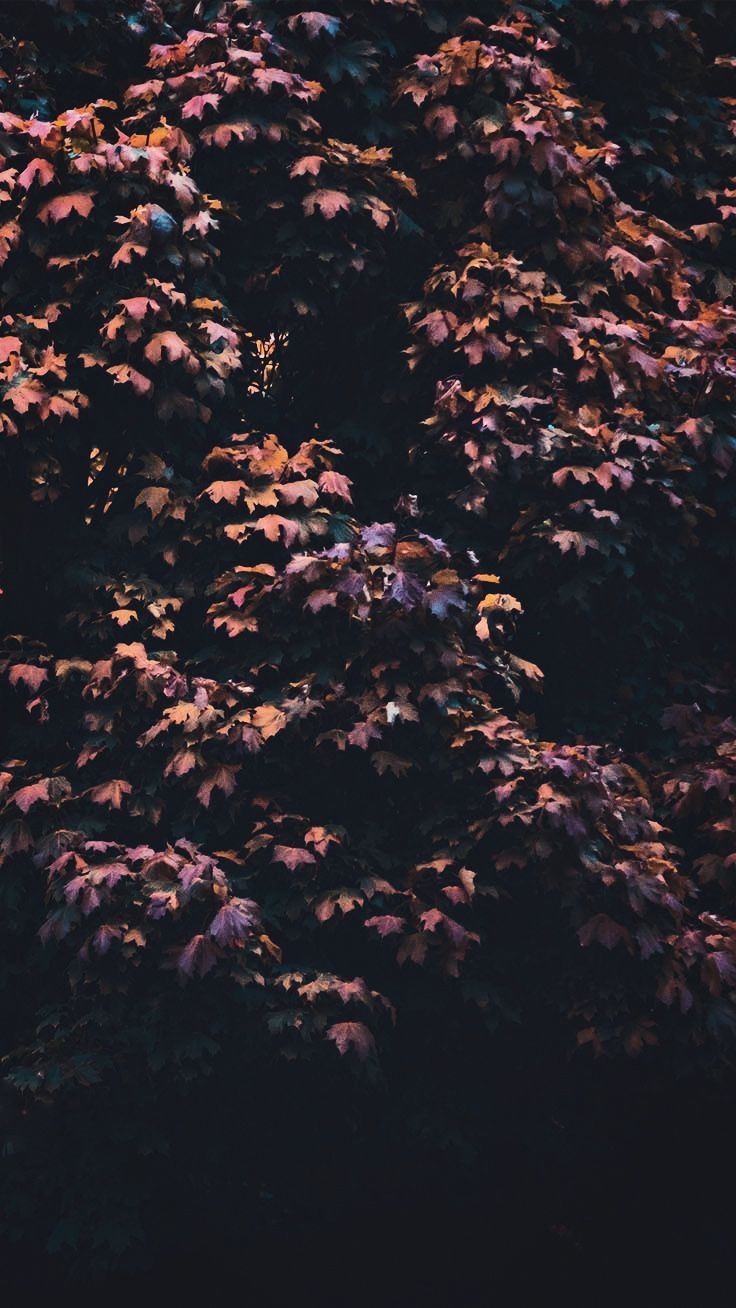 740x1310 Gorgeous Happy Fall iPhone X Wallpaper, Phone