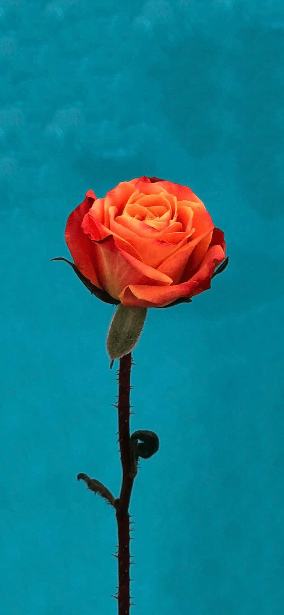 1130x2440 iOS 11 Orange Rose Wallpaper, Phone