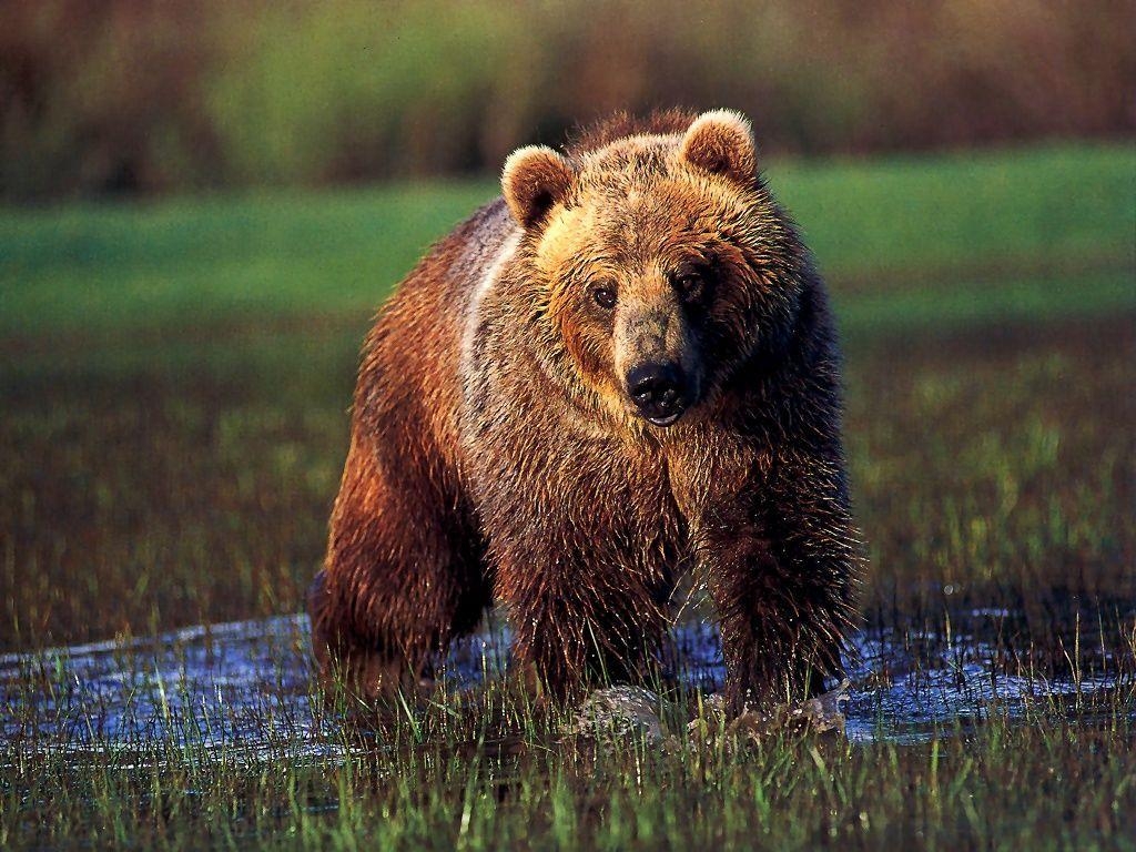 1030x770 Picture Of Grizzly Bears wallpaperx768, Desktop